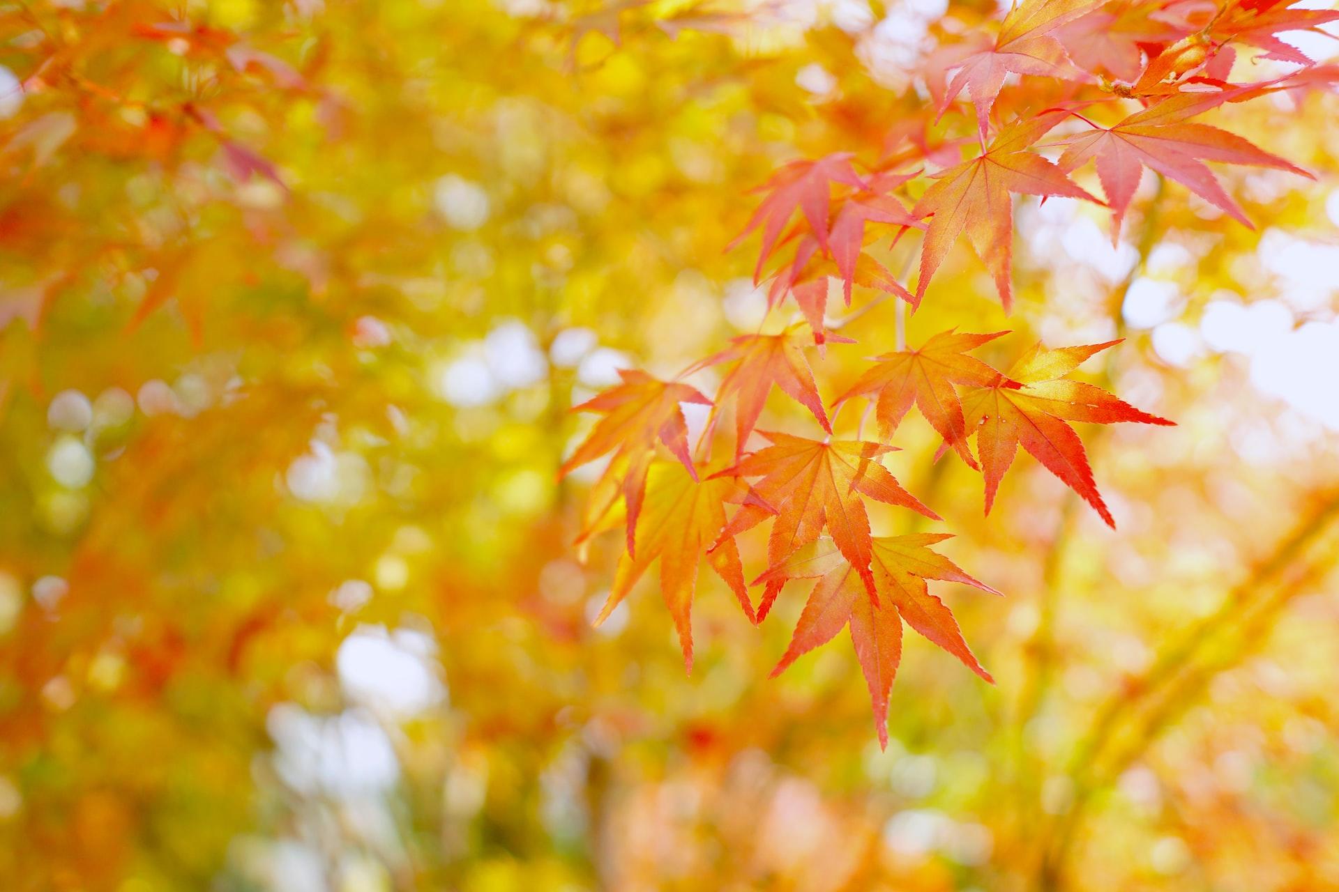 A closeup of autumnal leaves on Nami Island