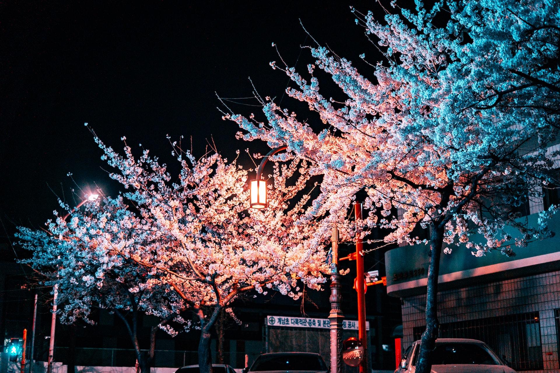 Pink cherry blossoms in Bucheon, South Korea