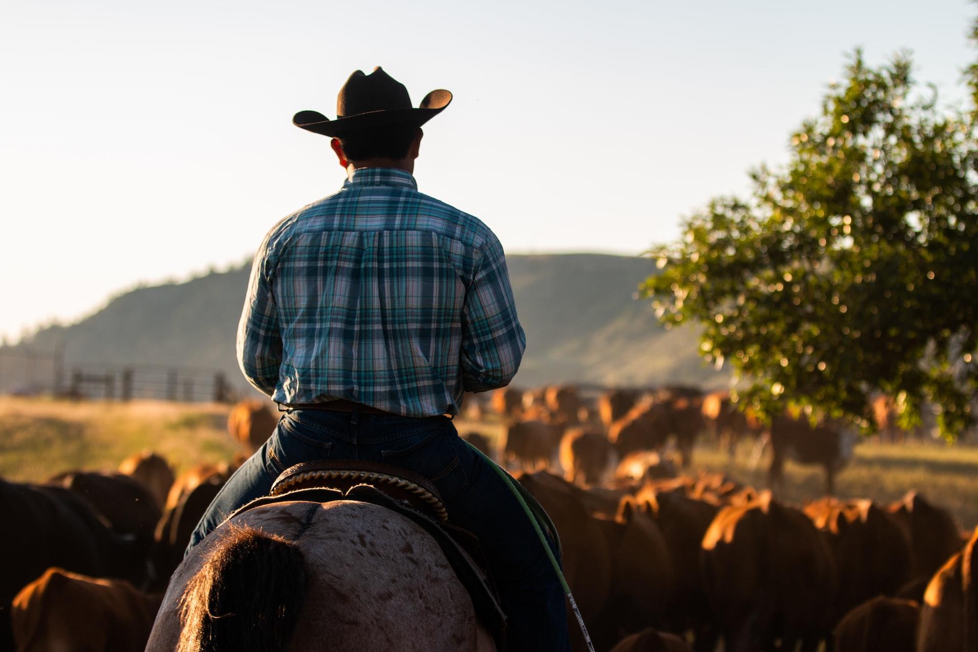A cowboy riding atop a horse