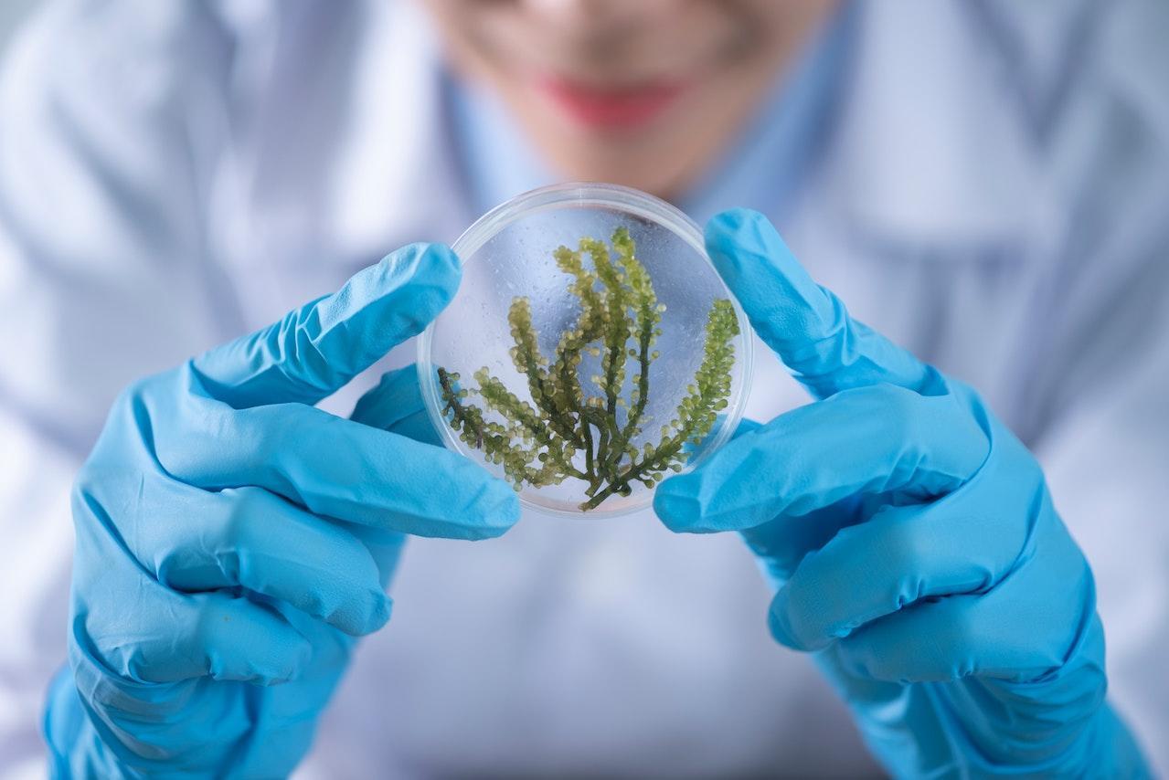 A gloved scientist holds up a Petri dish with a plant sample inside.