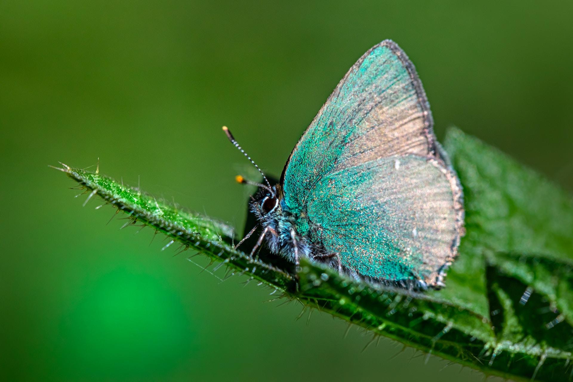A closeup of a blue and white butterfly on a plant.