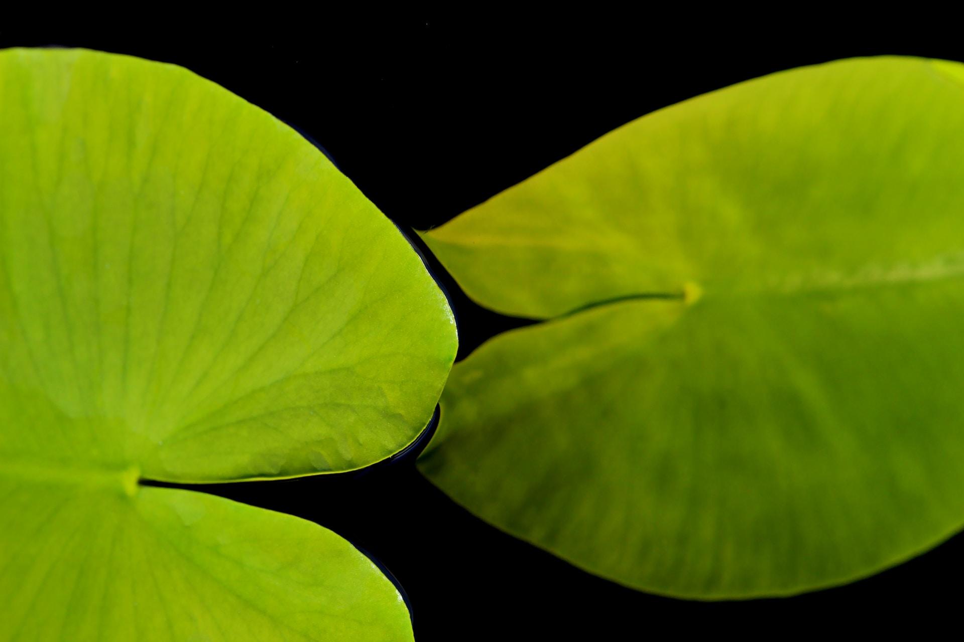A closeup of two leaves.