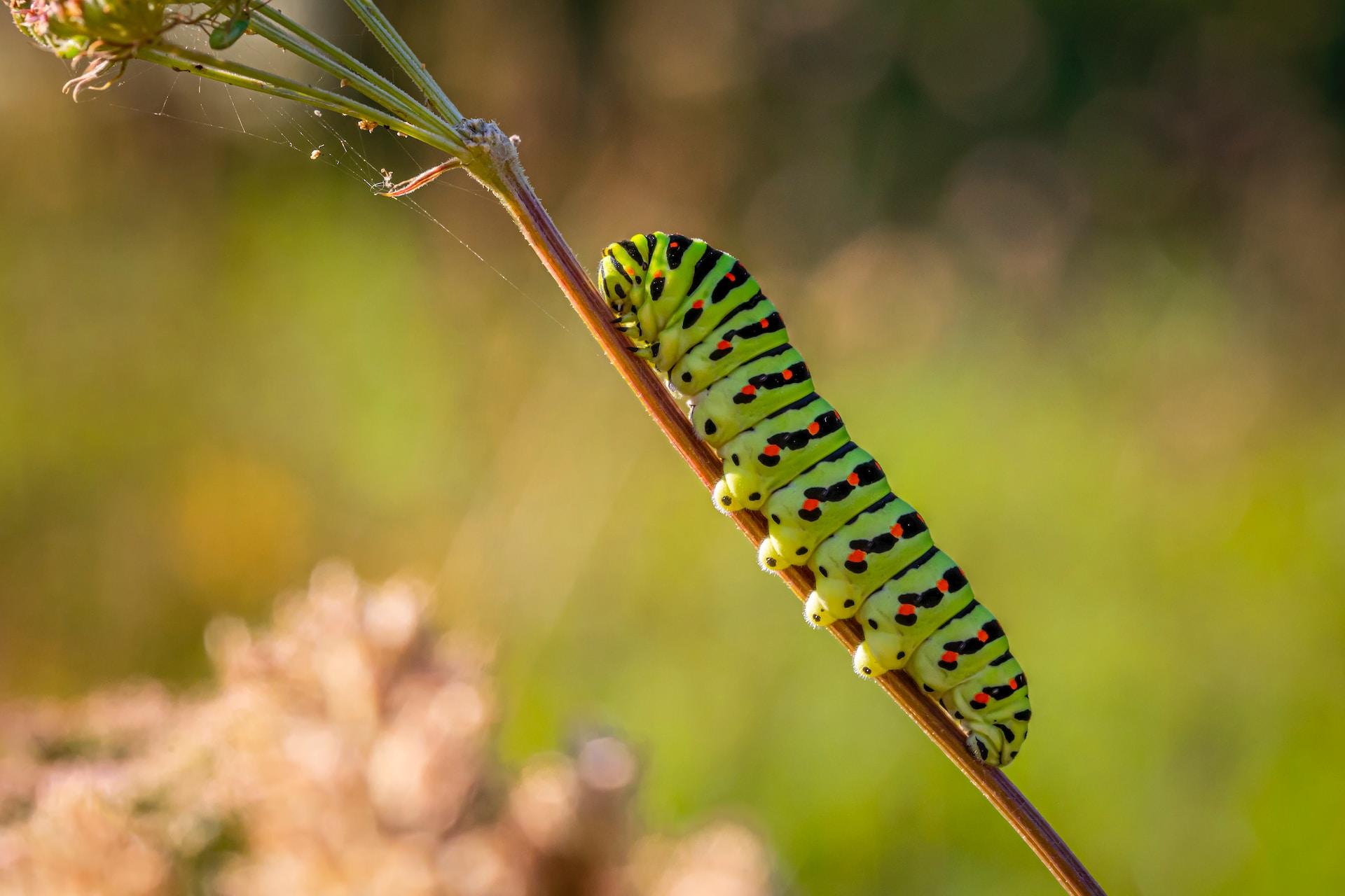 A black and green caterpillar climbing a plant.