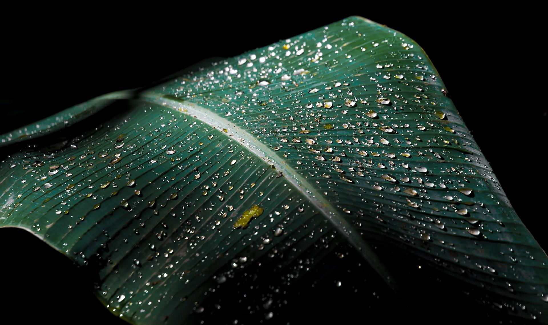 A banana leaf with water droplets on it.