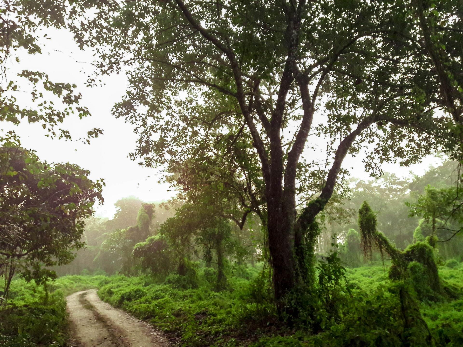 A tree in a national park.