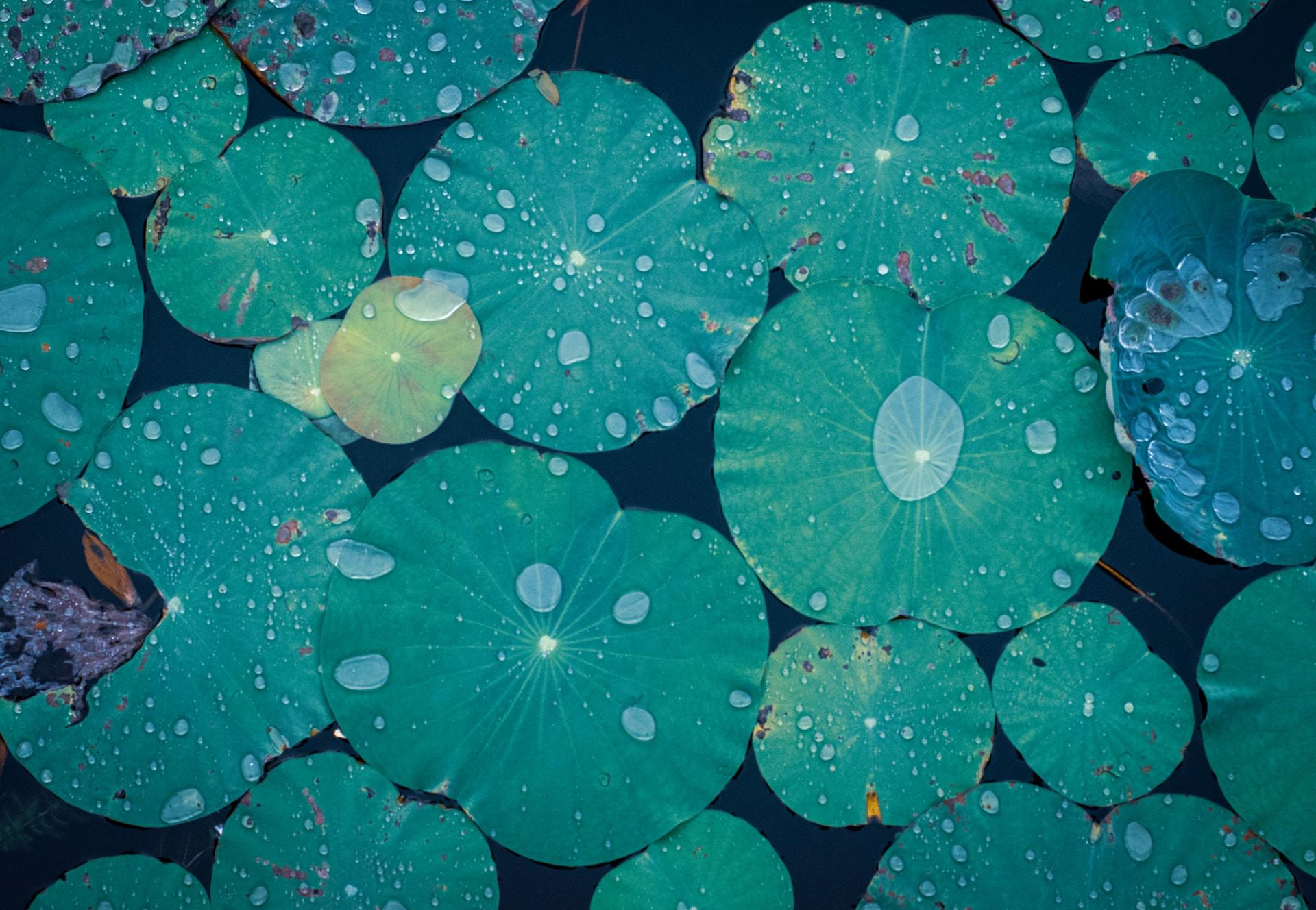 A top-down photo of lily pads with water droplets on them.