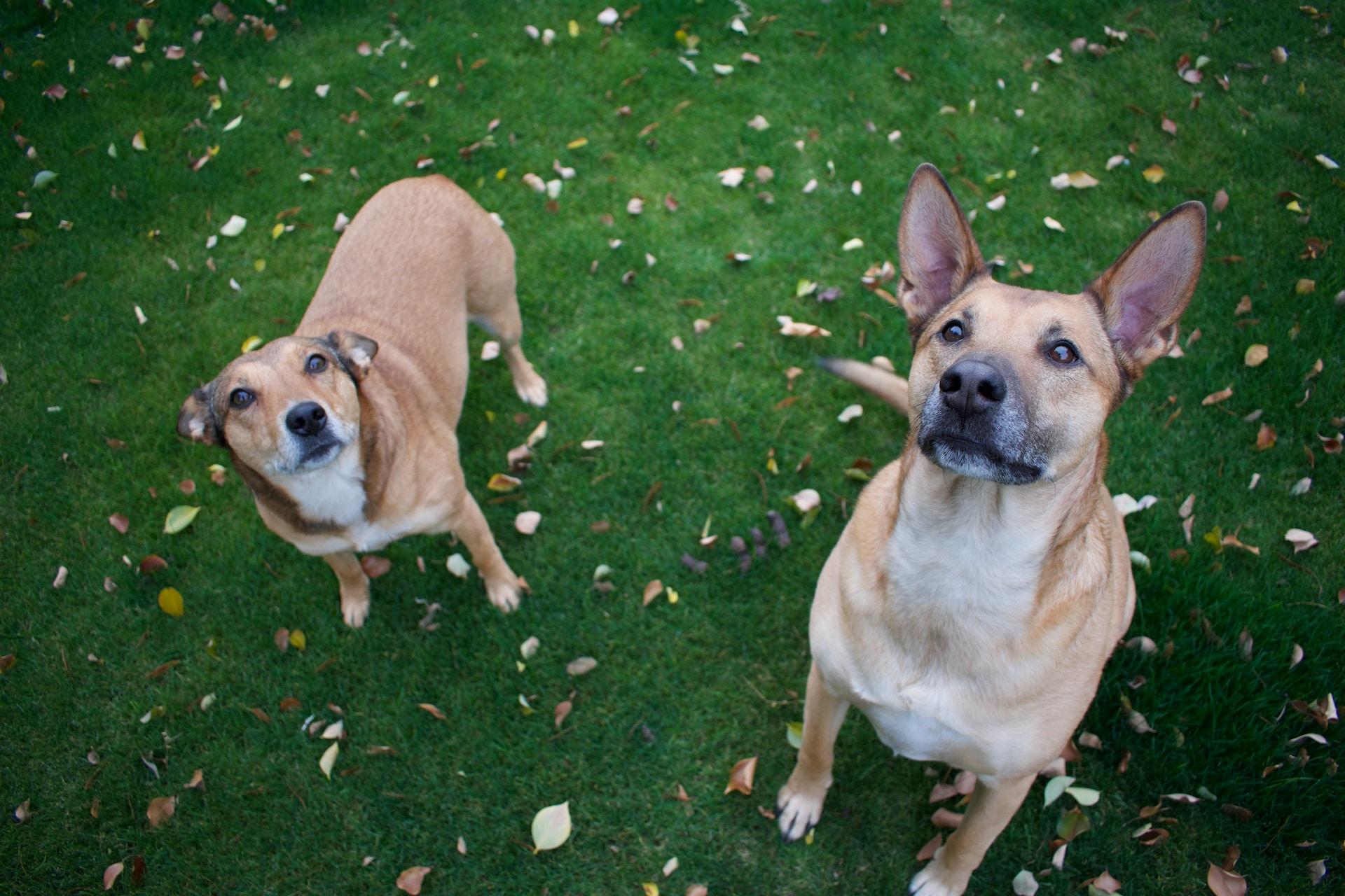One sitting dog and one standing, their tan fur and white chins contrast with the vividly green grass.