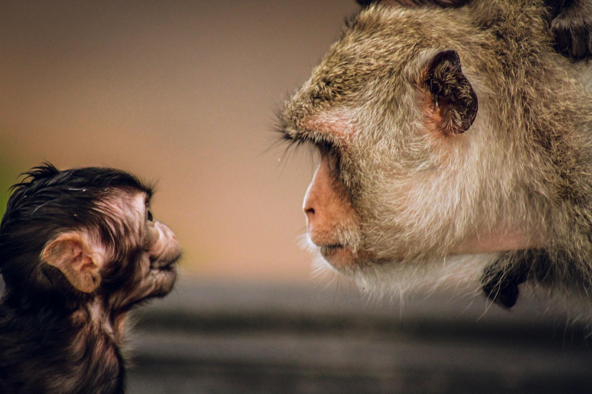 An adult macaque monkey leans down to peer into an infant monkey's face.