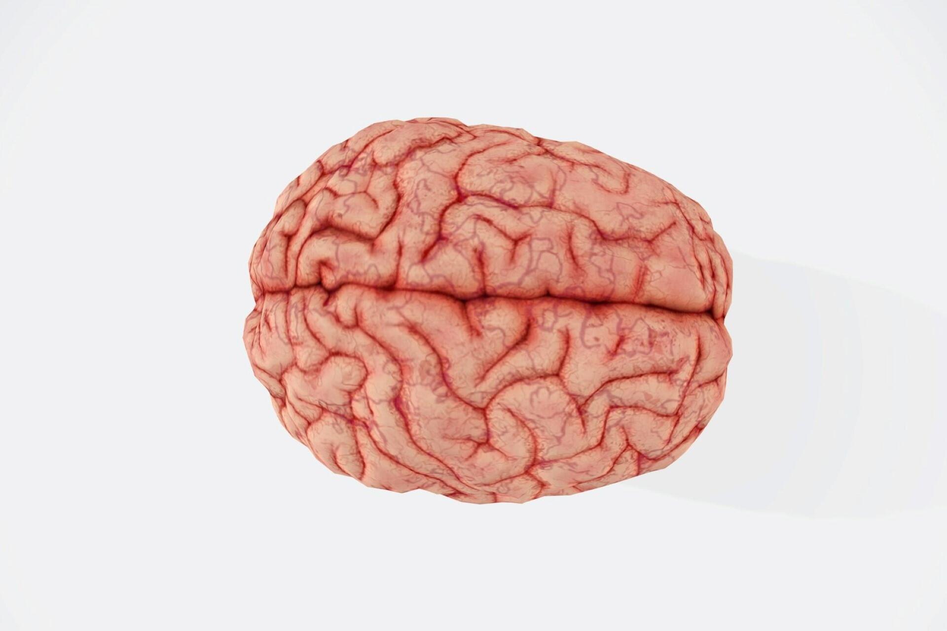 Illustration of the human brain showing surface structure and folds.