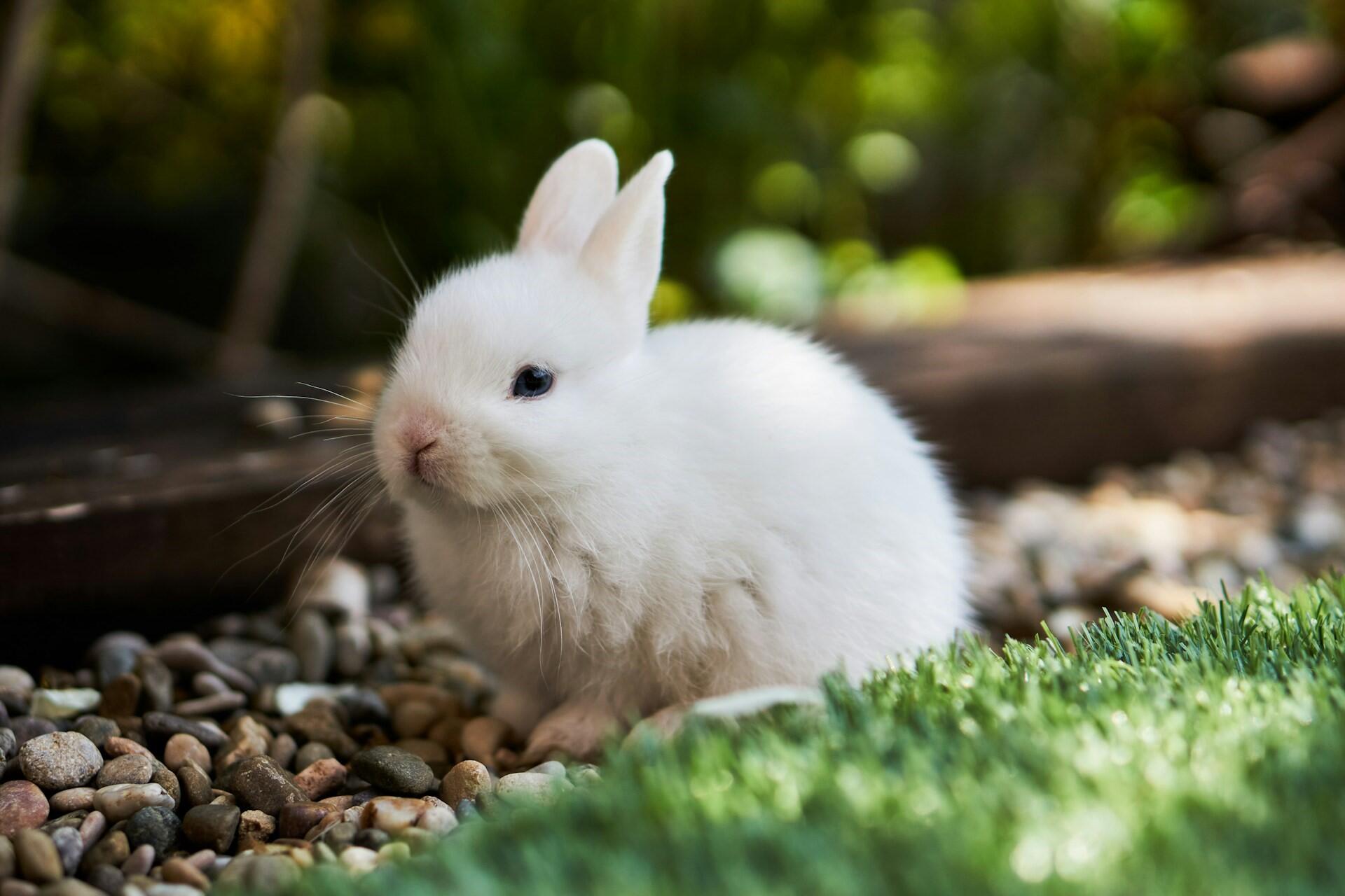 White rabbit sitting on gravel next to grass