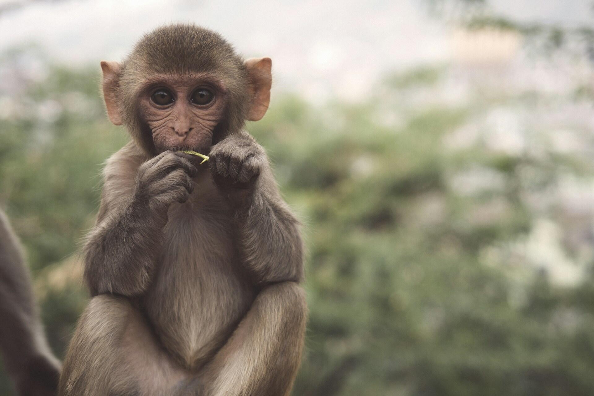 Young monkey holding food and looking toward the camera