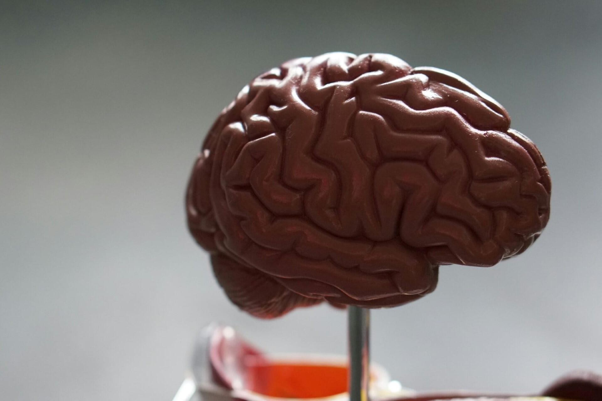 Anatomical model of the human brain used for psychology and neuroscience study.