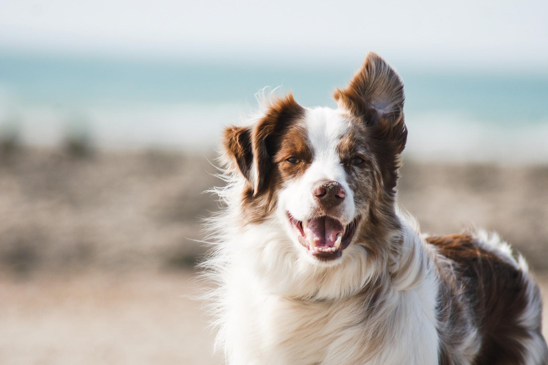 A dog at the beach.