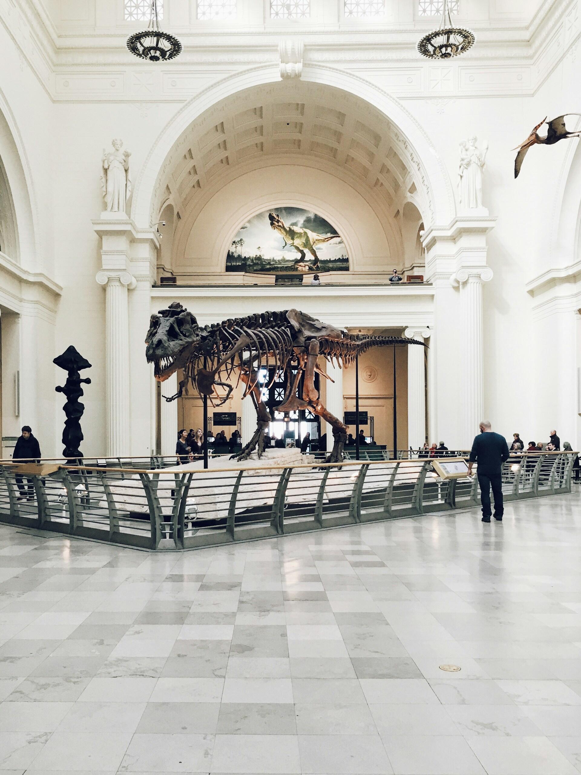 A dinosaur in a museum.