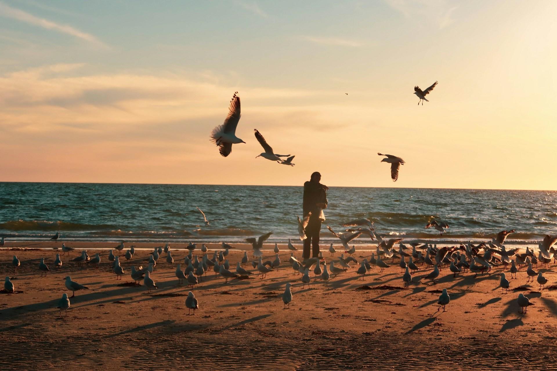 A person stands on the beach at sunset, surrounded by seagulls with four flying around them. 