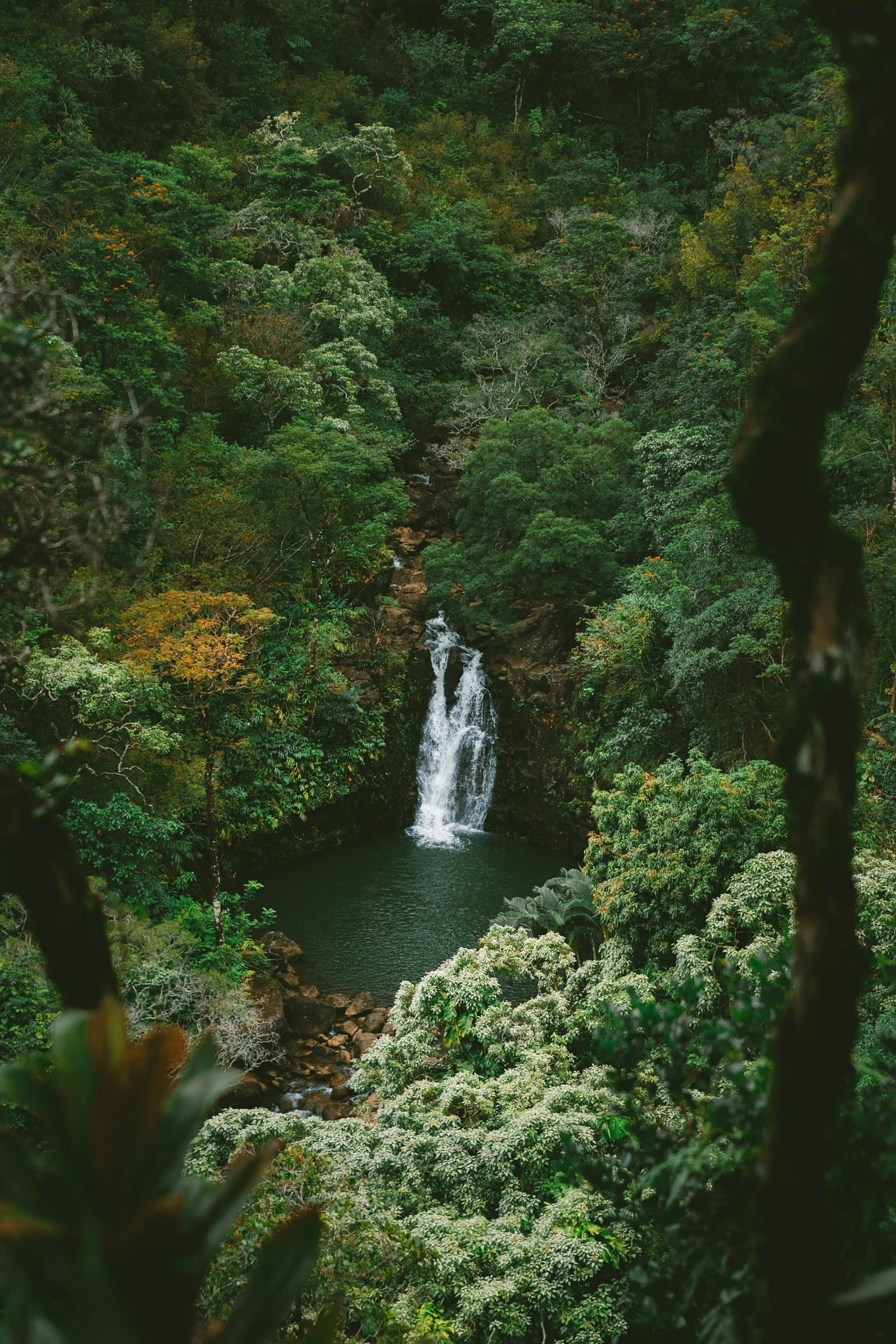 An aerial view of a secluded swimming spot with a cascading waterfall into a squarish pool, with lush, green vegetation on all sides. 