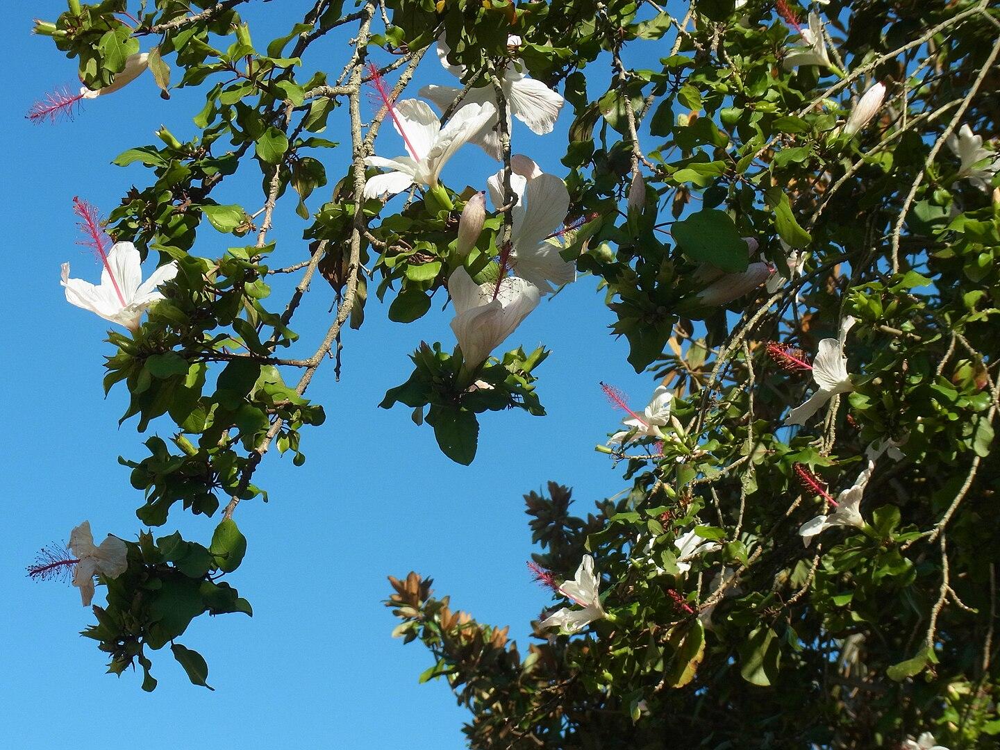 Hibiscus in flower