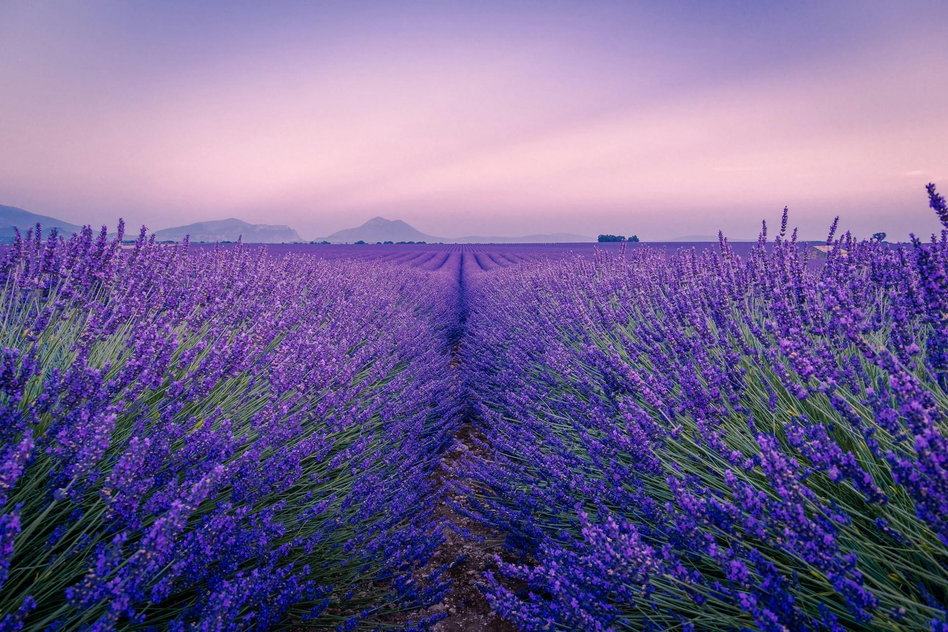 Lavender fields in Provence, France.
