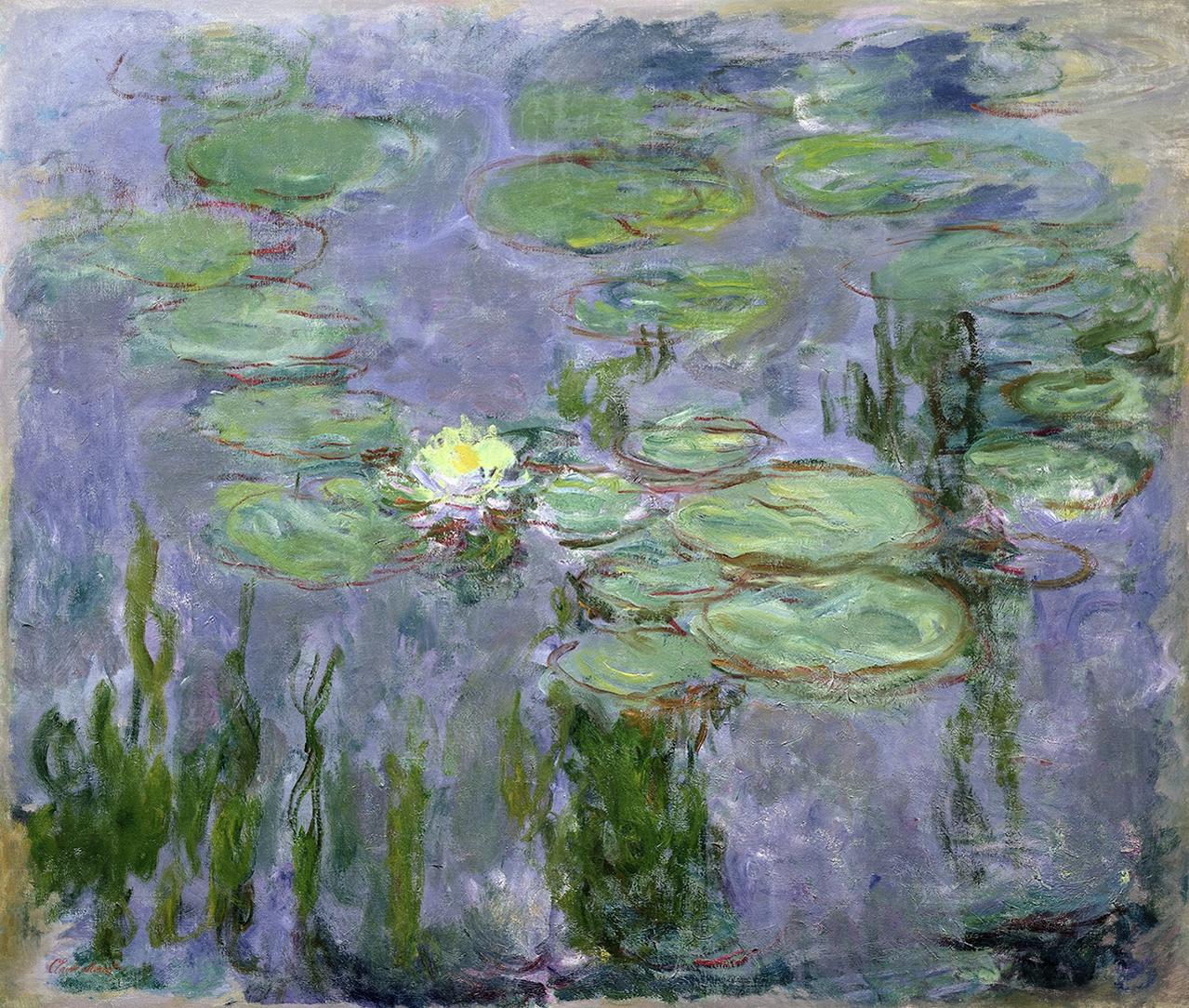 Water Lilies in a water pond.