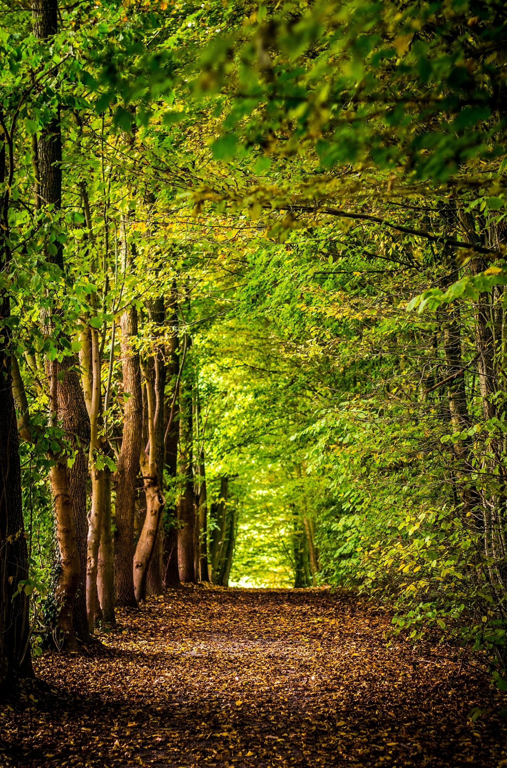 A wide path, covered in brown leaves, through a forest with diffused sunlight. 