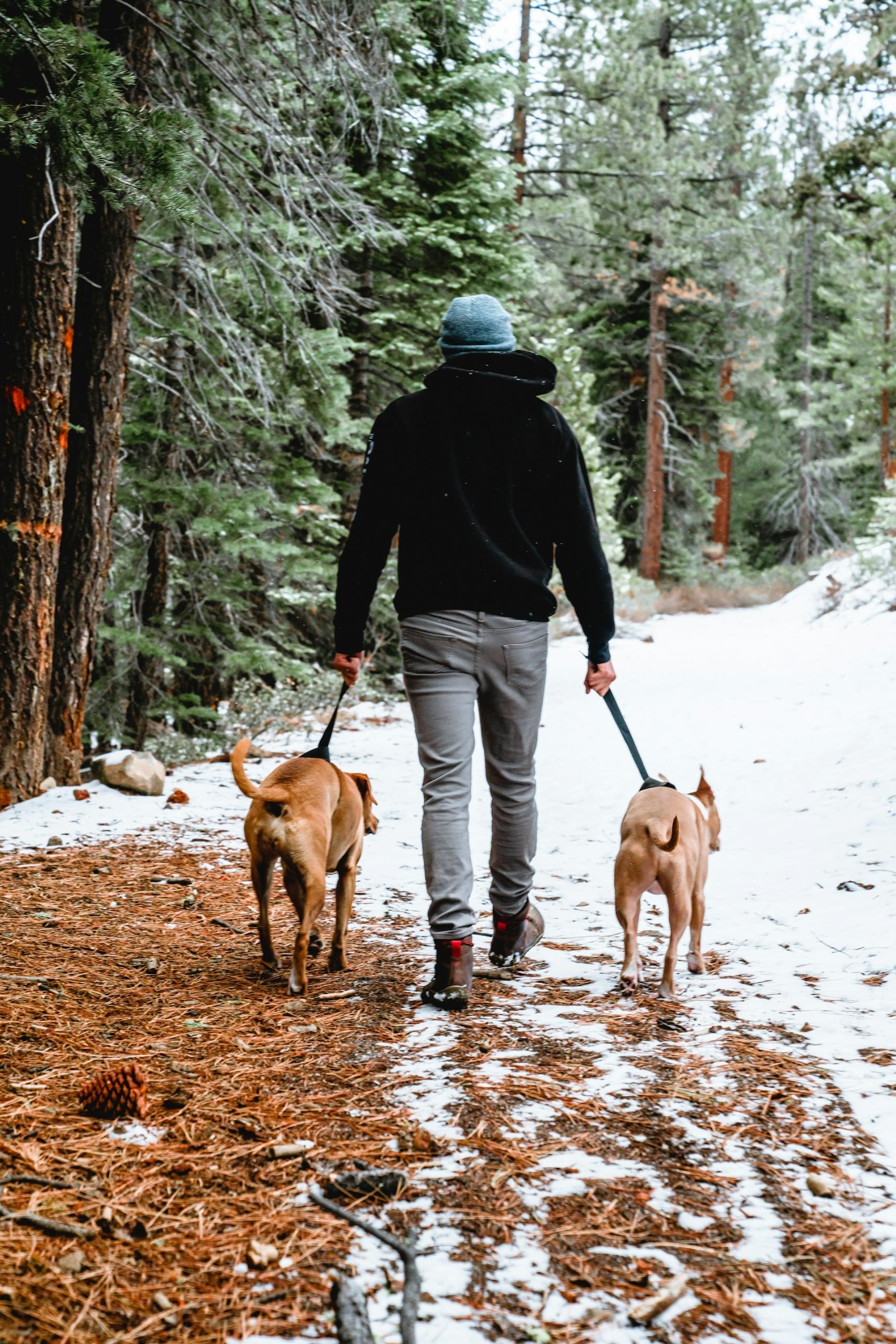 A man walks two dogs on a snow covered trail during the day.
