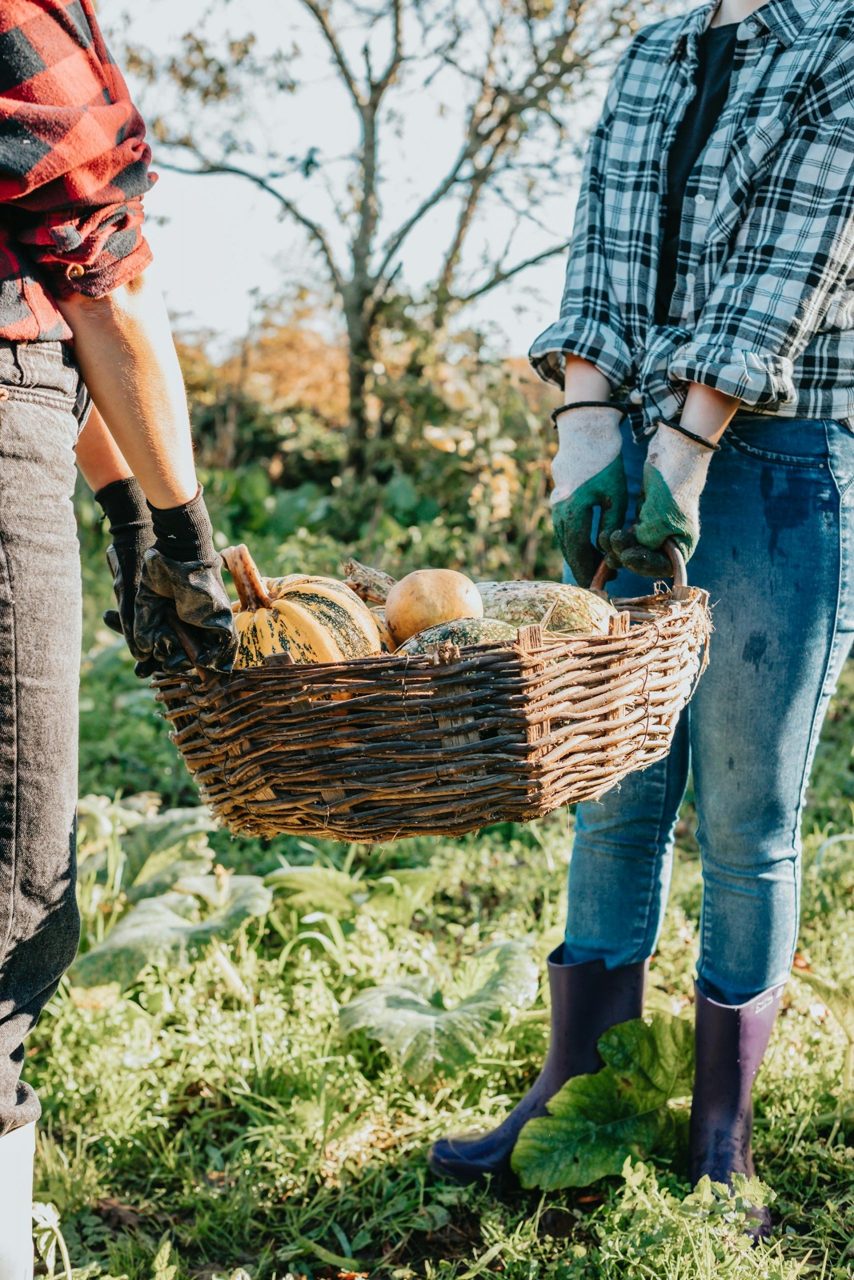 Two people dressed in farm work clothes hold a basket of pumpkins on a sunny day.