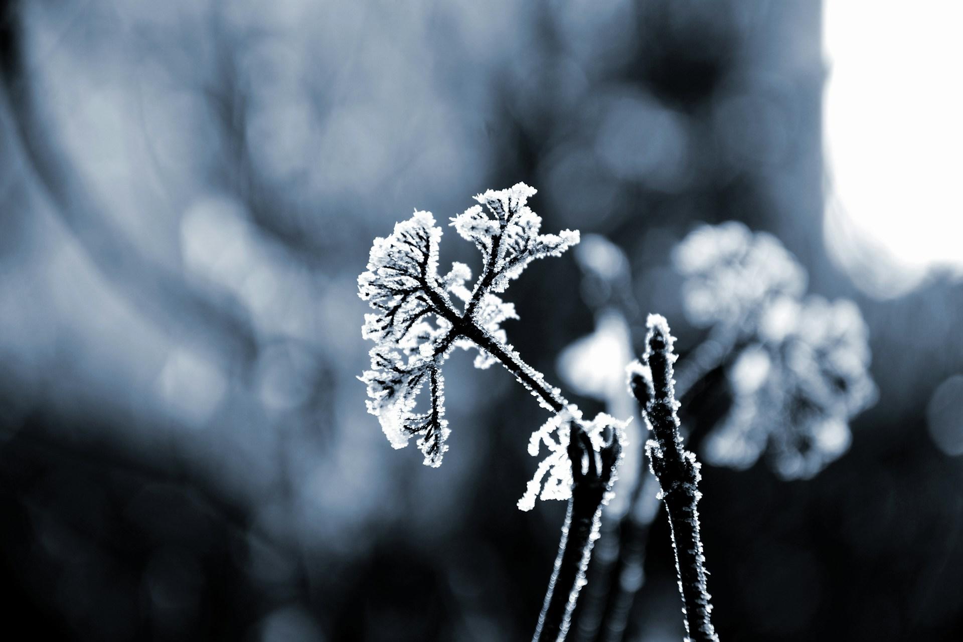 A branch covered in frost.