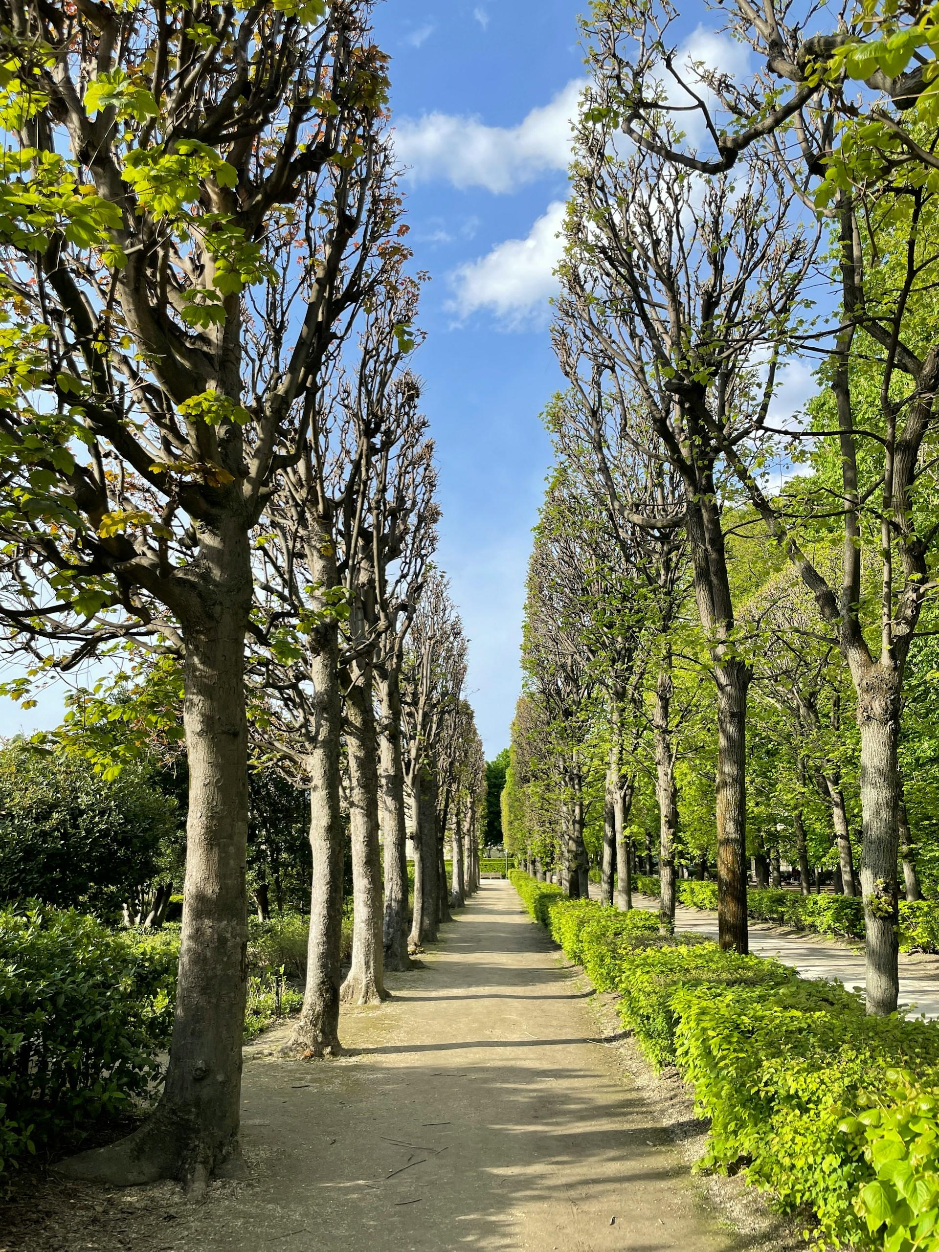 A garden path lined with tall trees on a sunny day. 