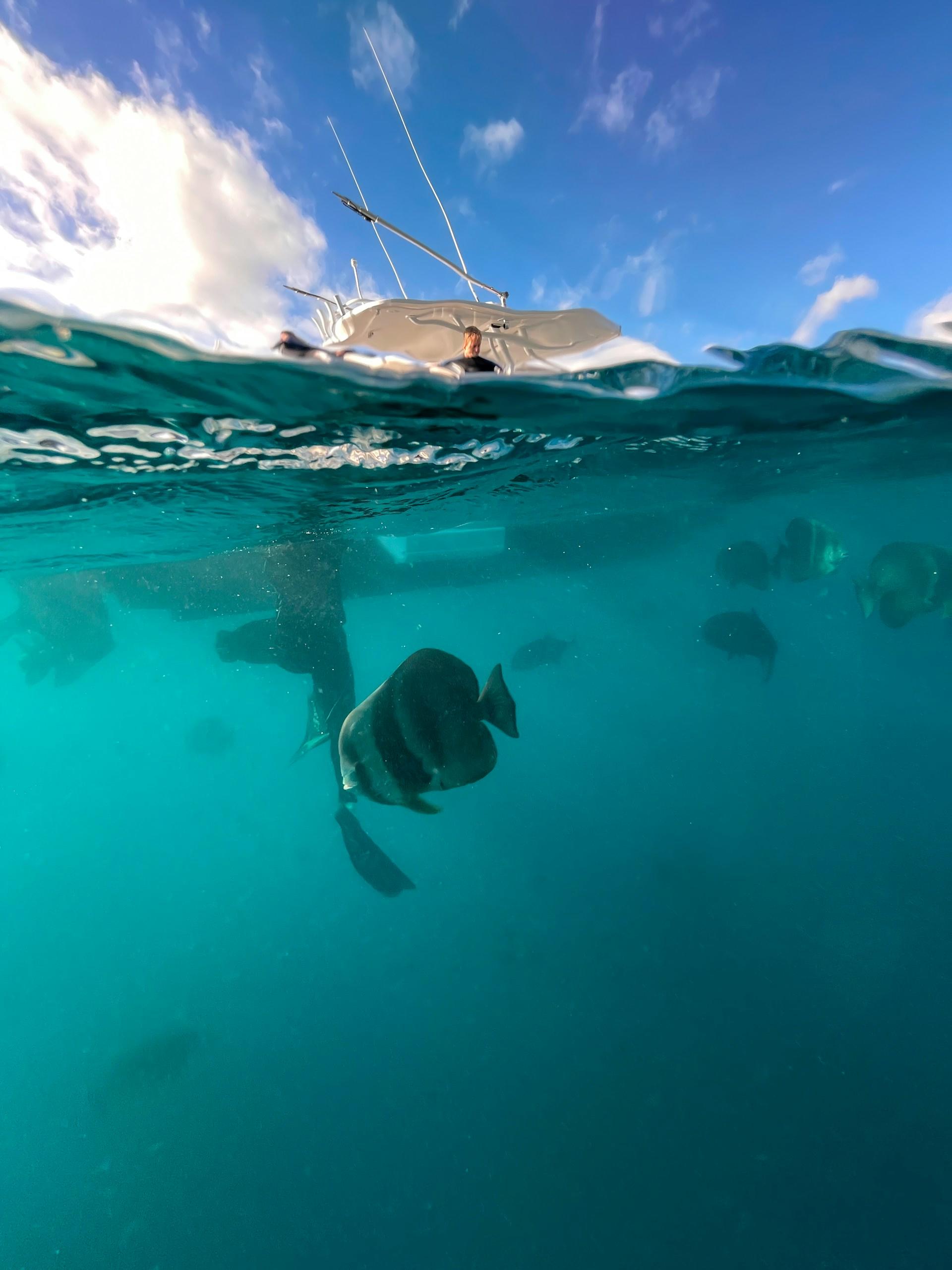 An underwater image with a fish swimming. 