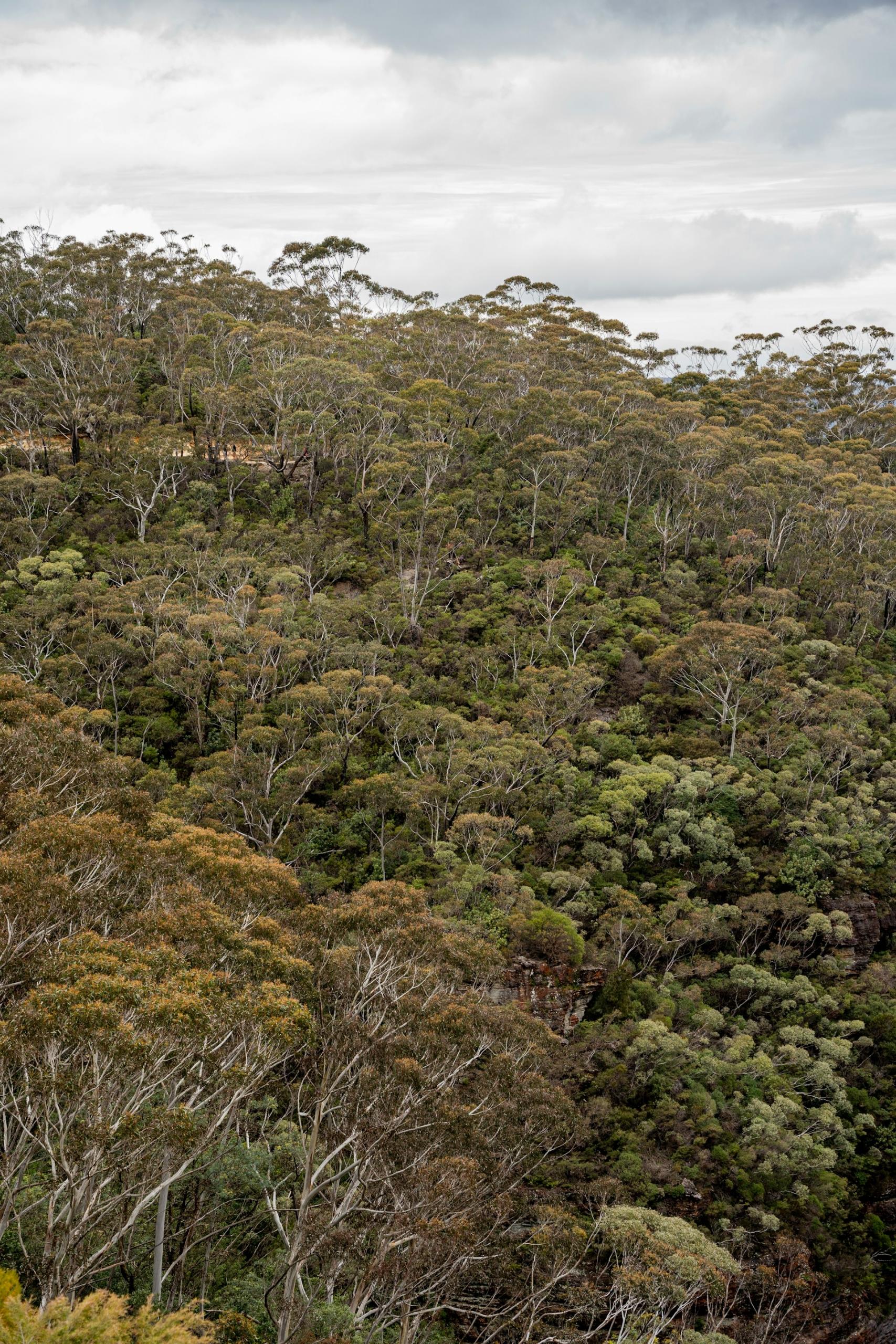 A vegetation covered hill on a cloudy day.
