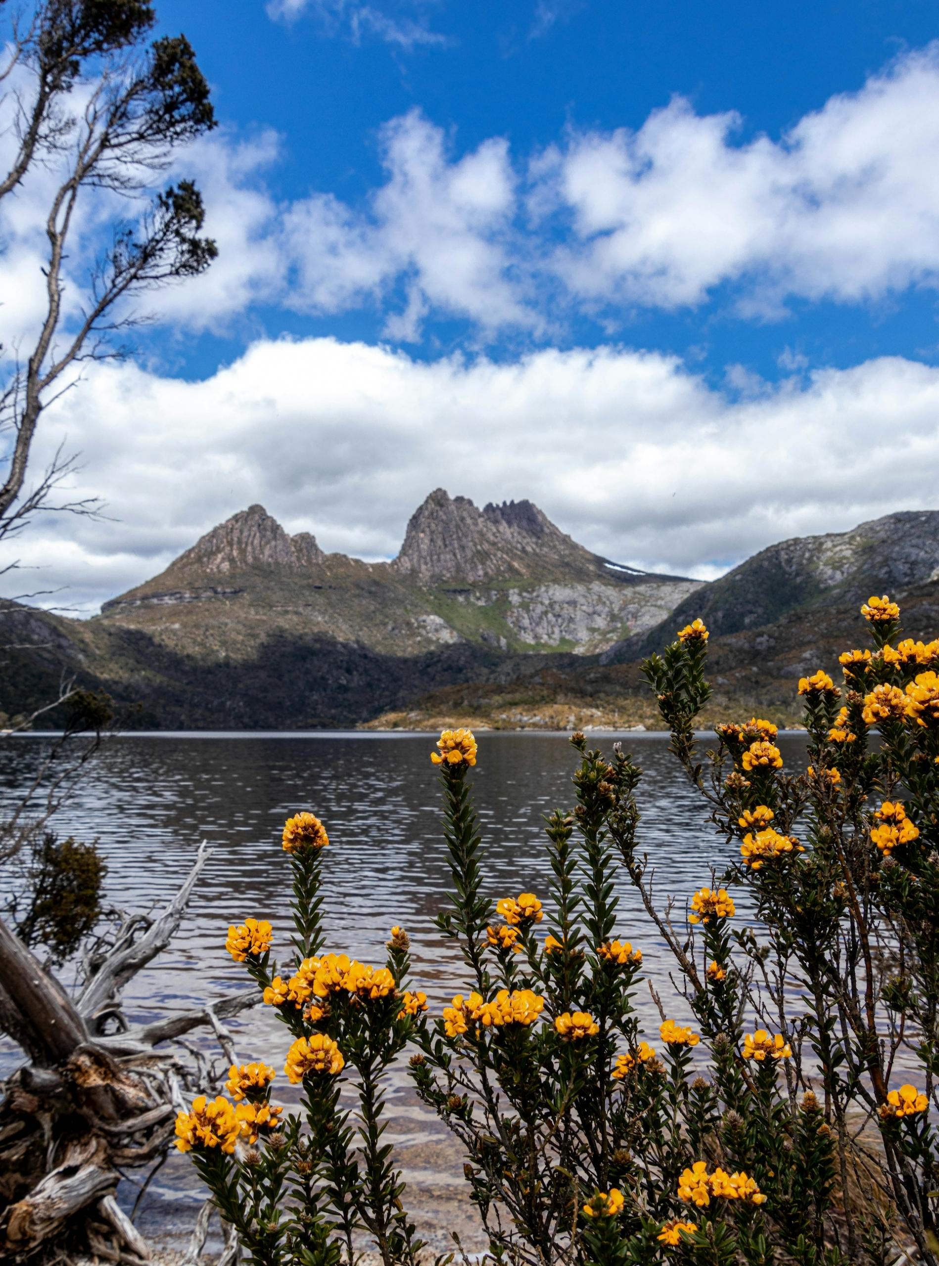 Yellow flowers and a mountain in the distance, across a body of water, on a partly cloudy day. 