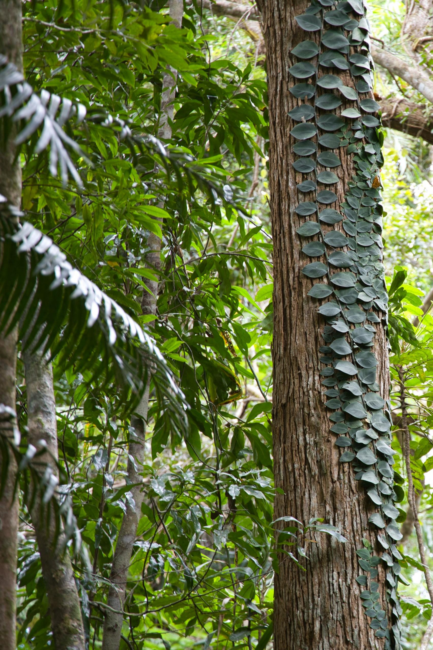 Vines climb a tall tree in a rainforest.