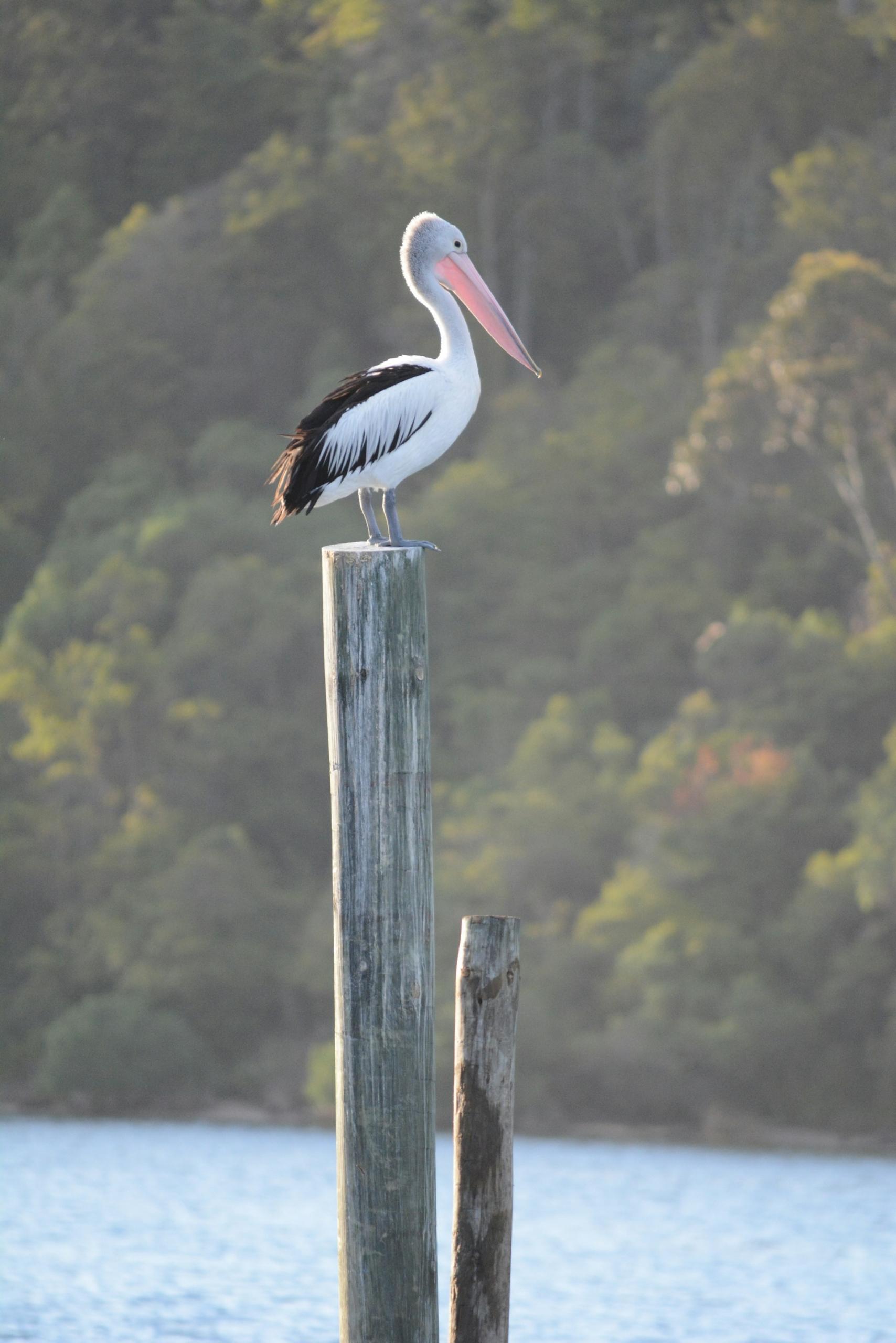 A pelican on a post near a body of water. 