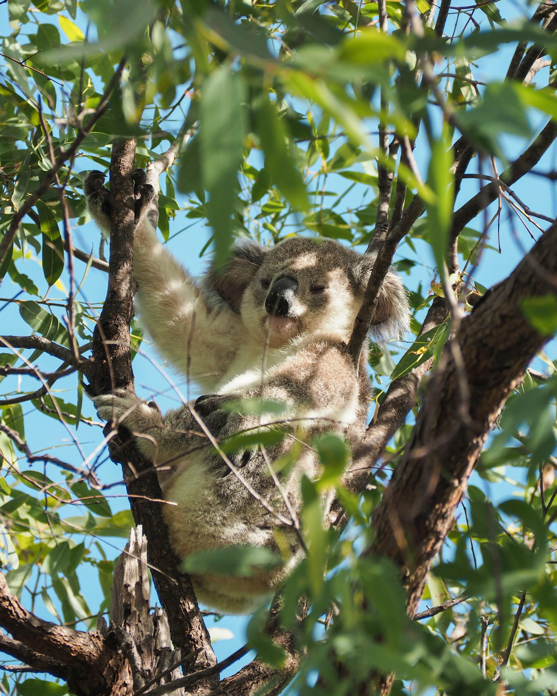 A koala in a tree on a sunny day. 