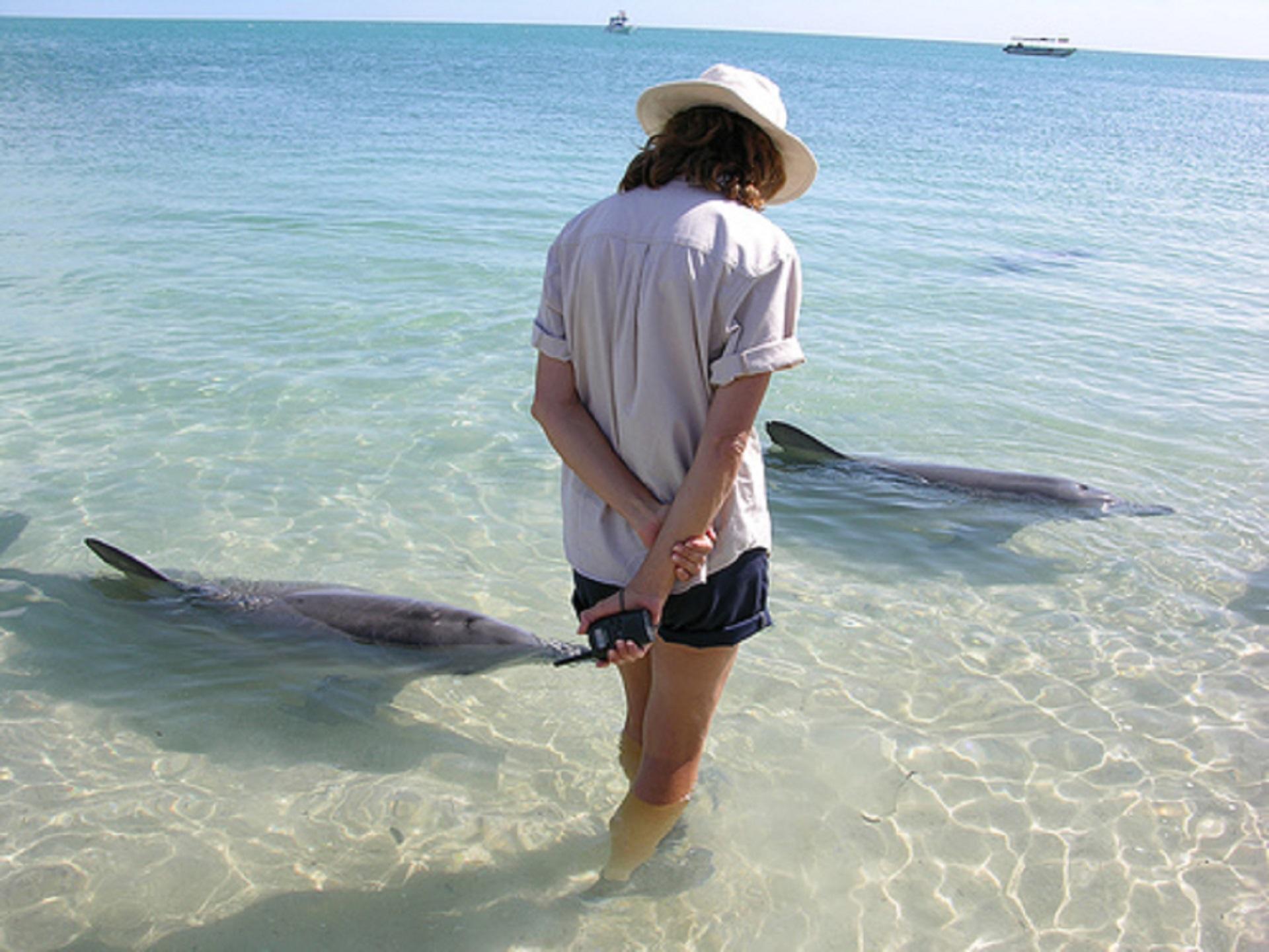 A woman stands knee-deep in water next to two dolphins on a sunny day. 