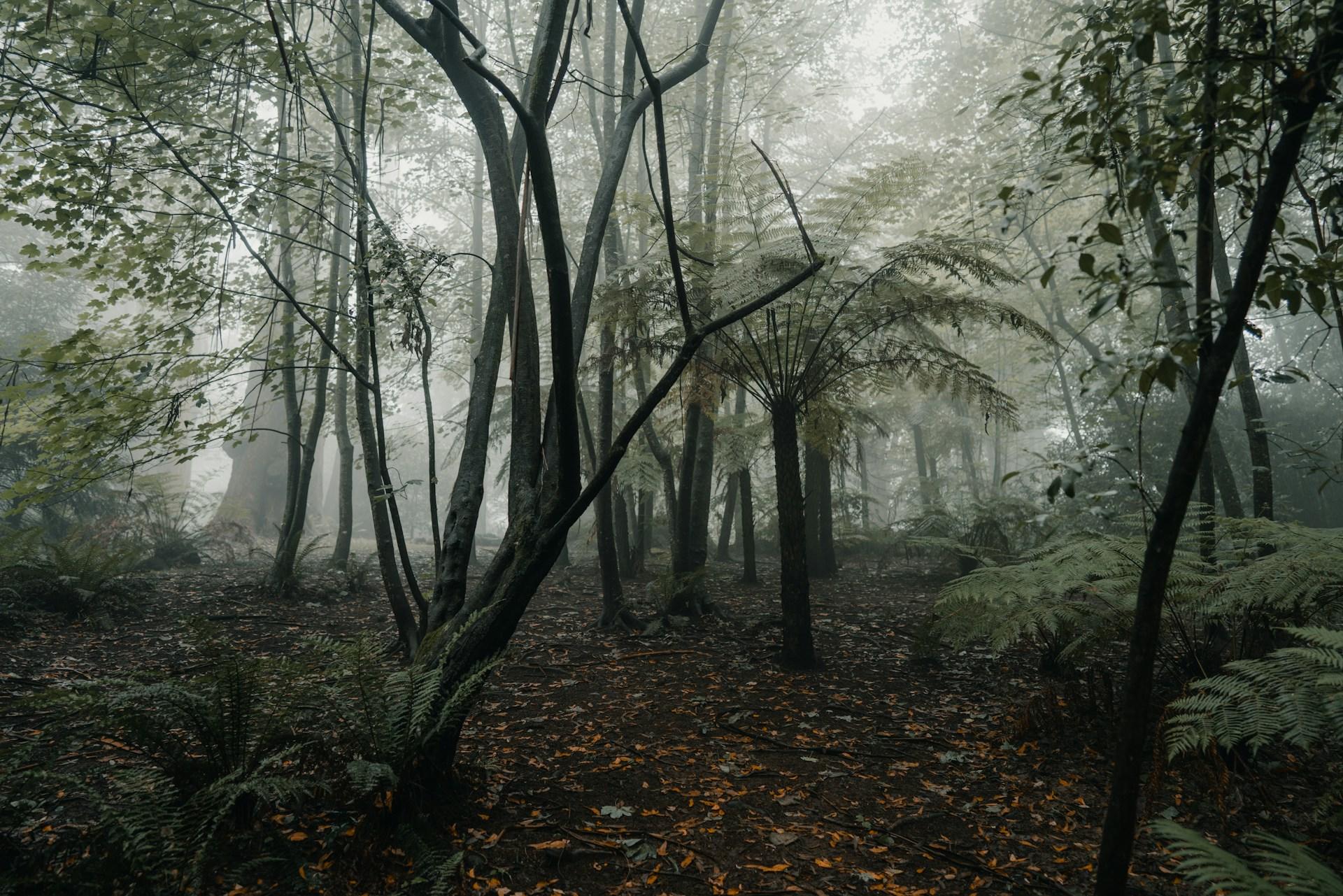 A wilderness setting in fog. 