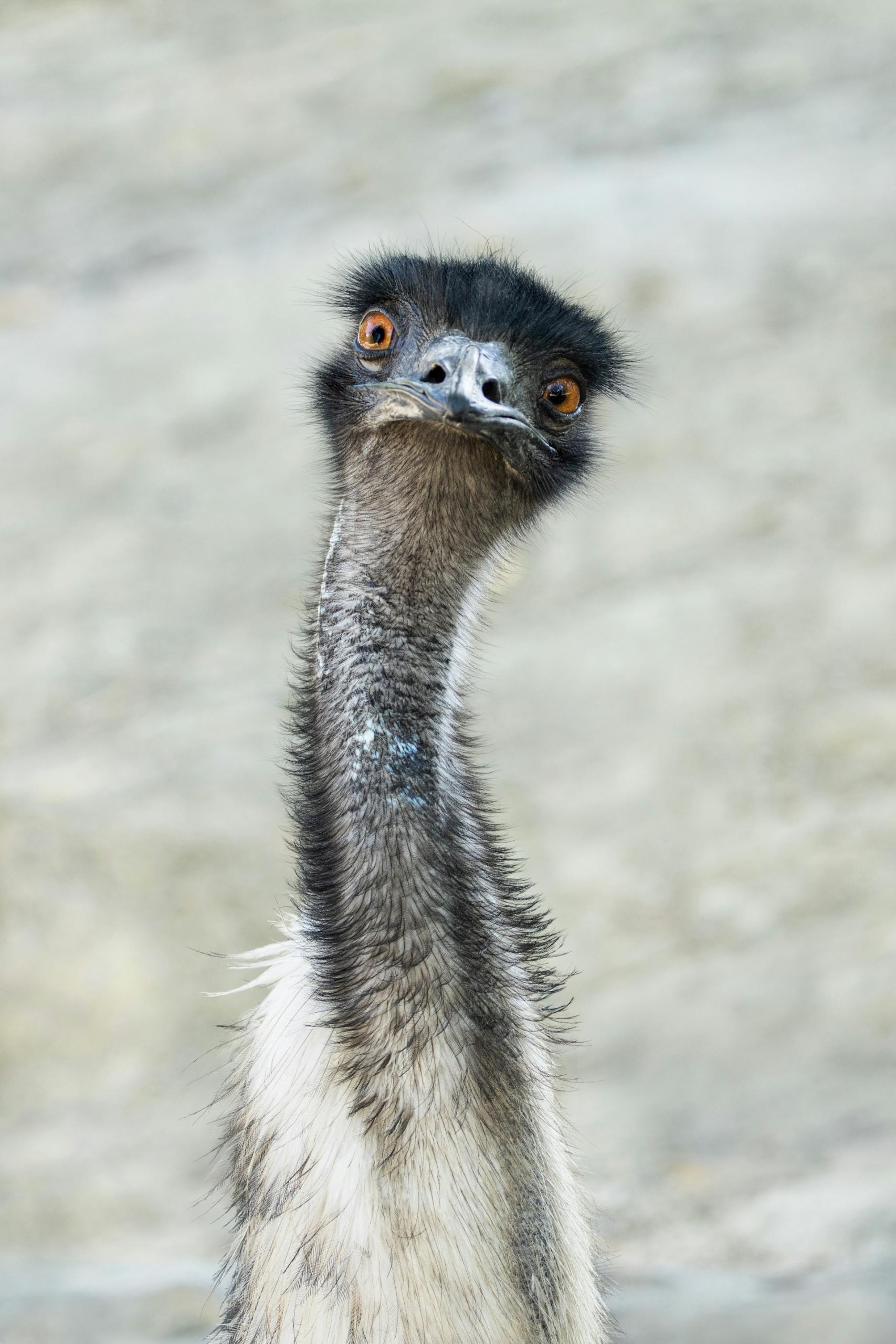 An emu on a beach on a cloudy day. 