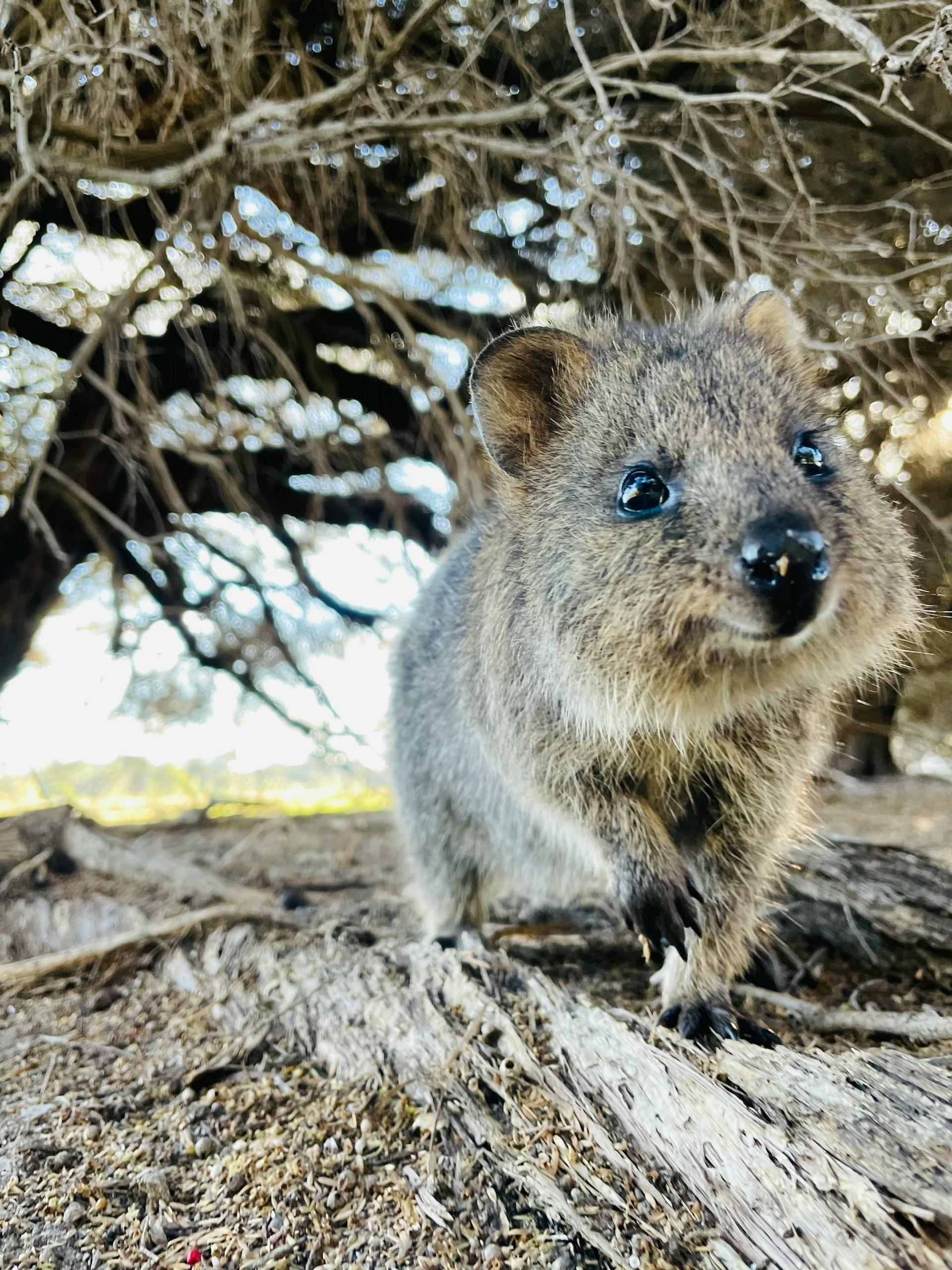 A small brown animal under a tree on a sunny day.