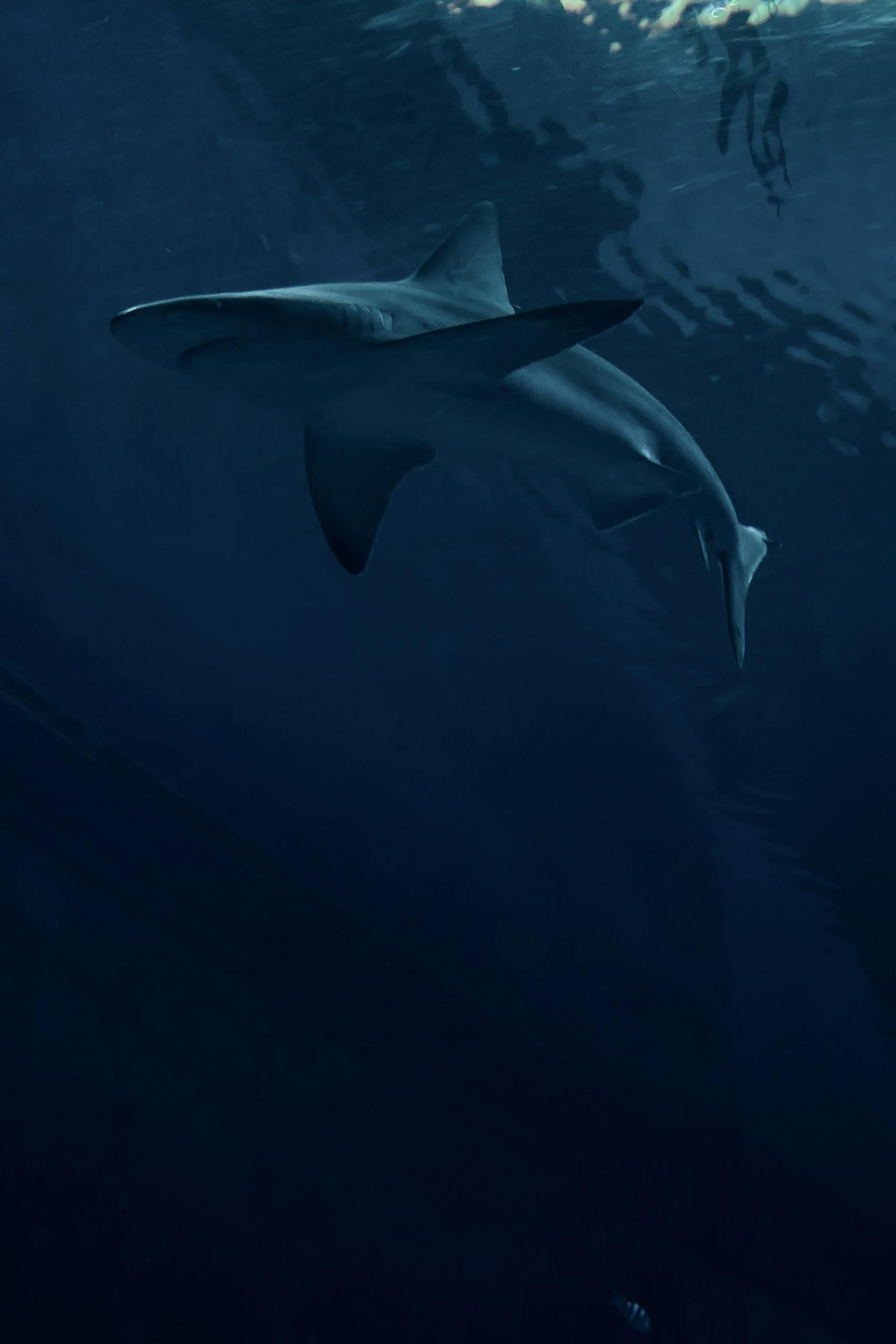 A shark in dark blue water.