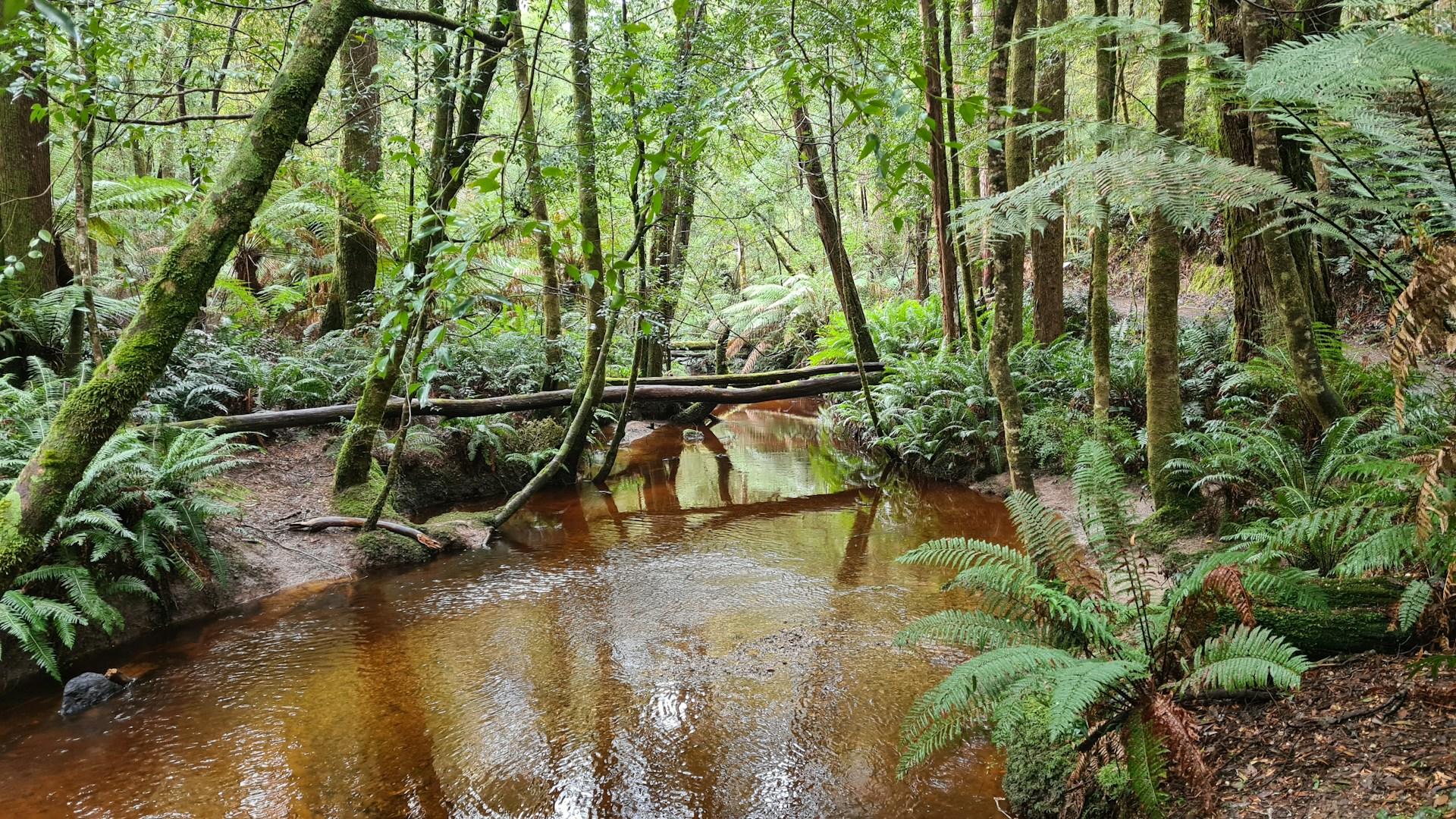 A river in a lush forest at daytime. 