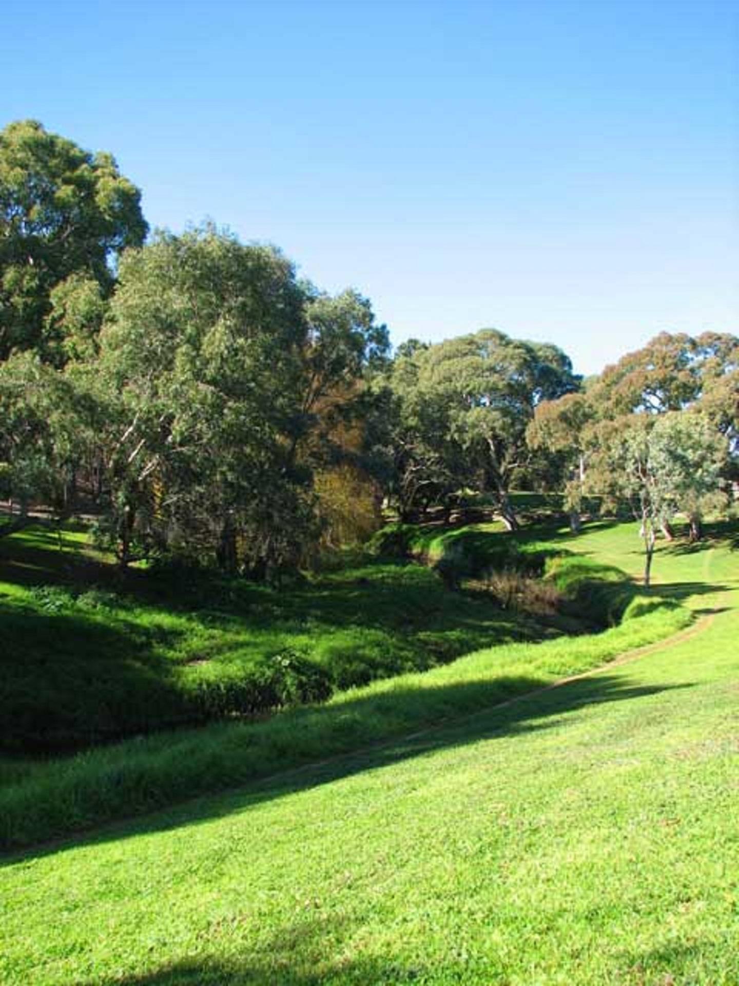 An open green space with trees in the distance on a sunny day.