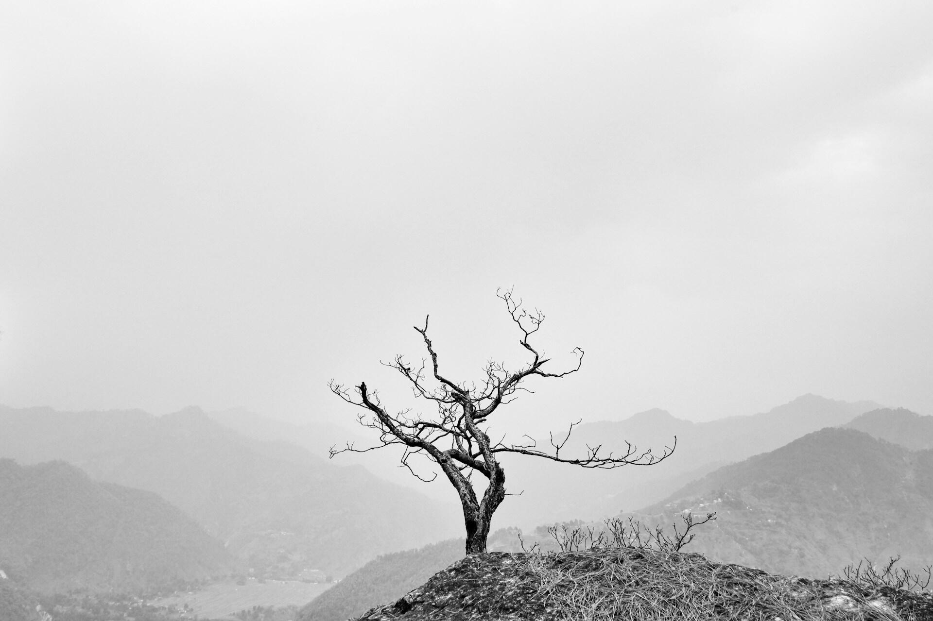 Bare tree on top of a mountain.