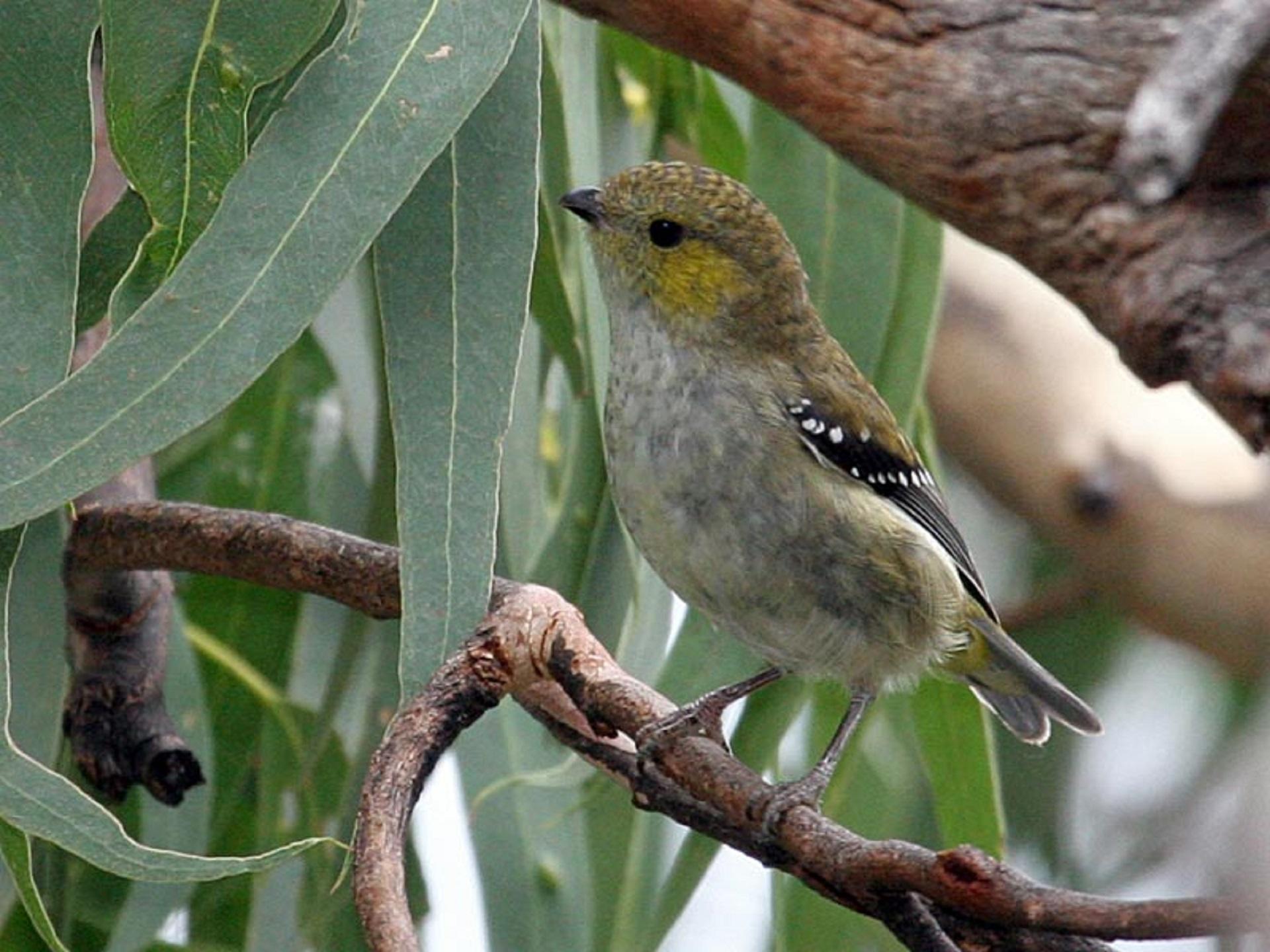 A closeup of a bird in a tree on a sunny day. 