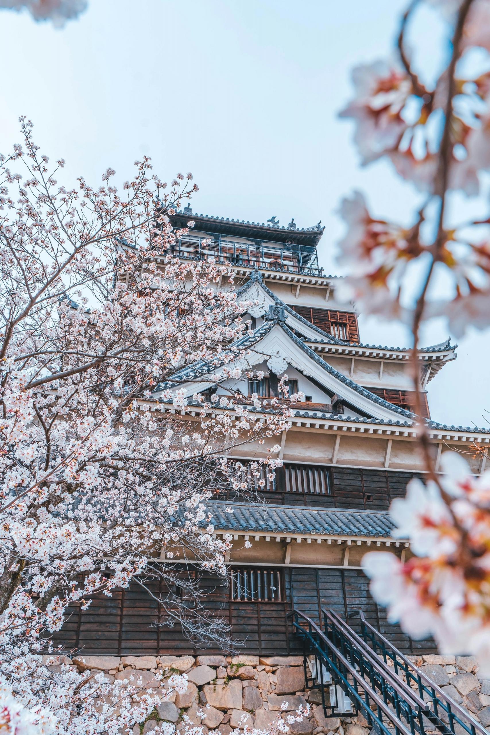 A tall white building behind cherry blossoms on a sunny day. 