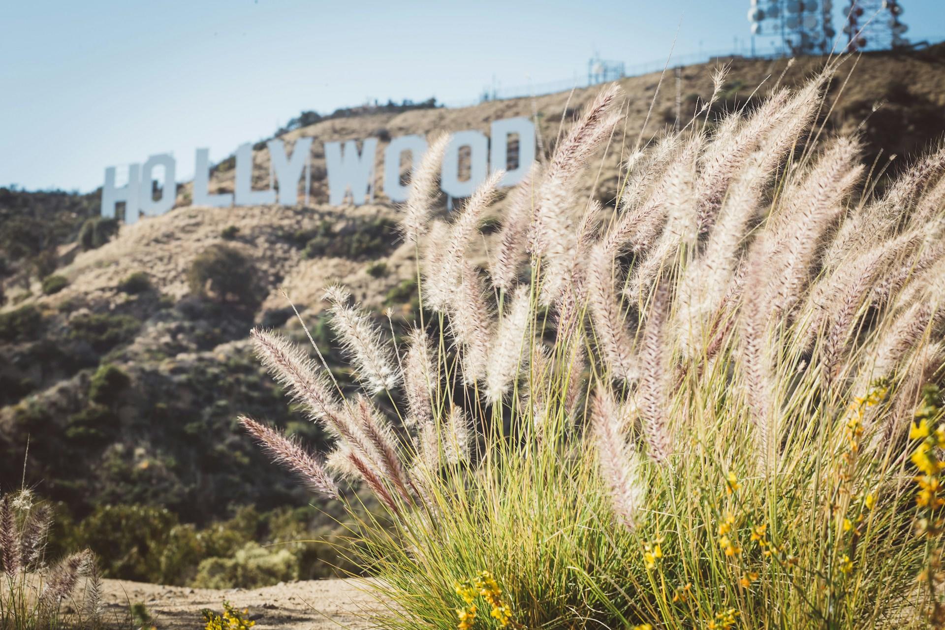 A view of the Hollywood sign through plants.