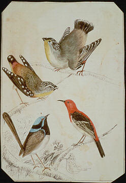 Spotted pardalote, scarlet honeyeater, superb blue wren and striated pardalote (c. 1865) by Louisa Atkinson