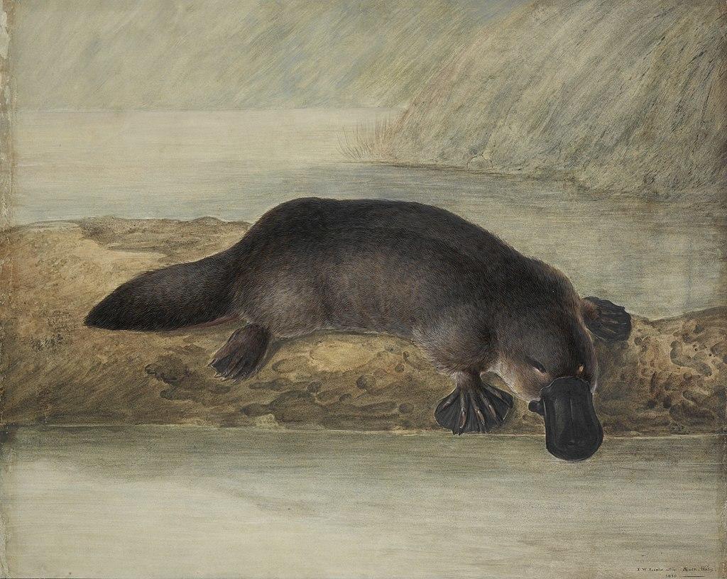 Platypus (1810) by John Lewin