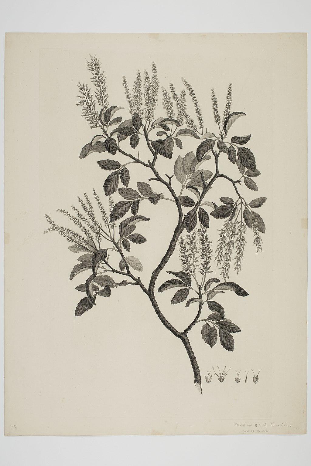 Weinmannia sylvicola (c. 1768-1771) by Sydney Parkinson