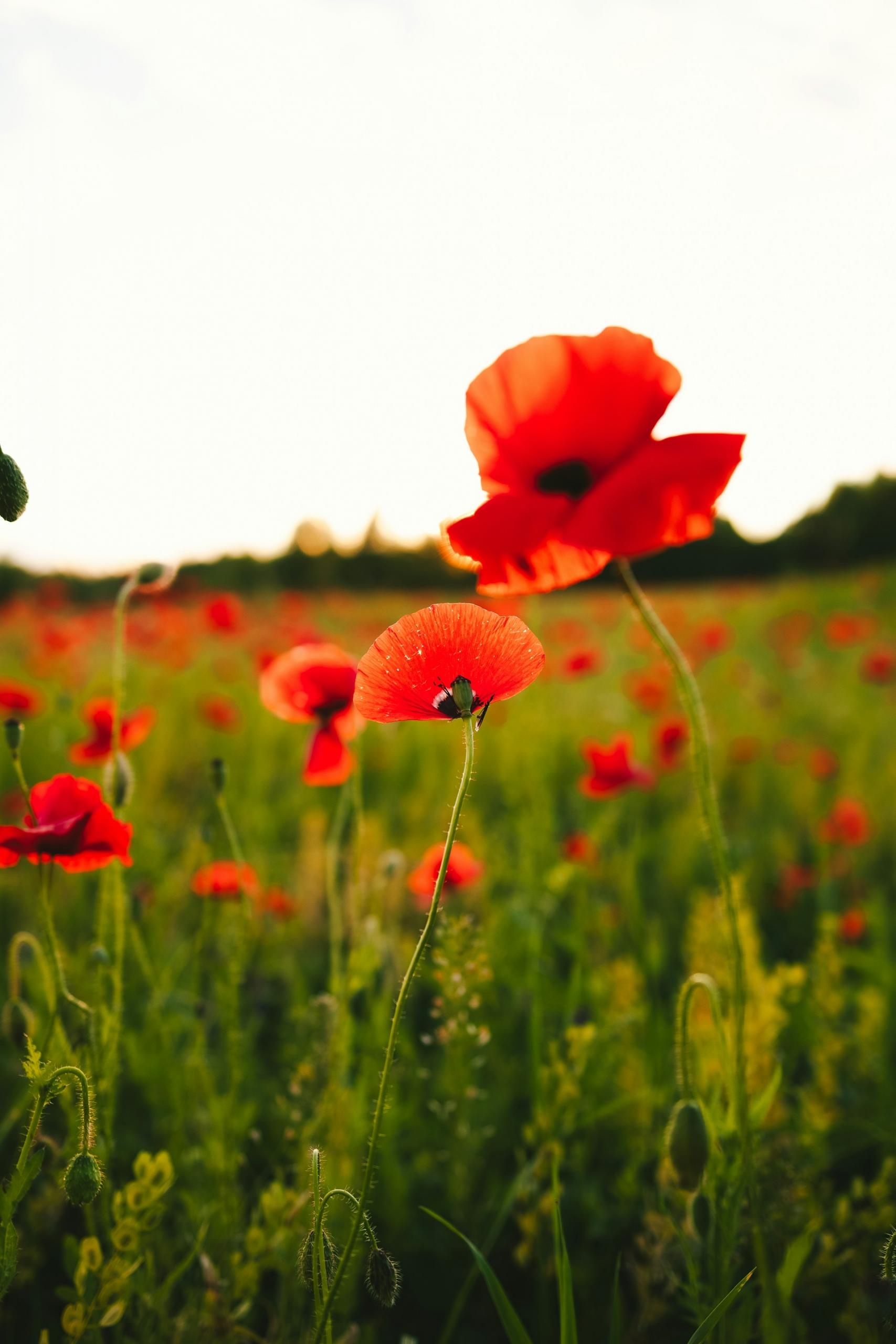 A field with poppies growing in it on a cloudy day