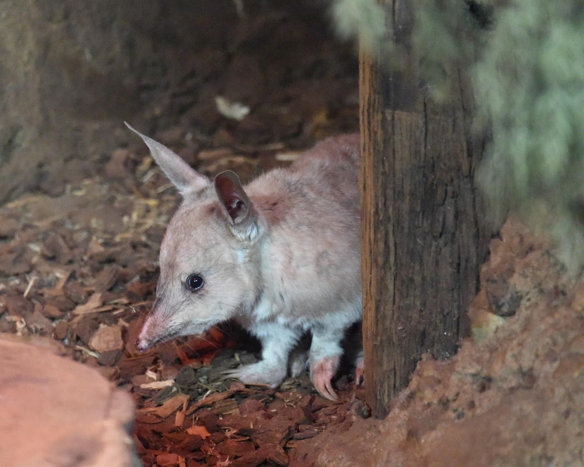 A bilby next to a tree at night.
